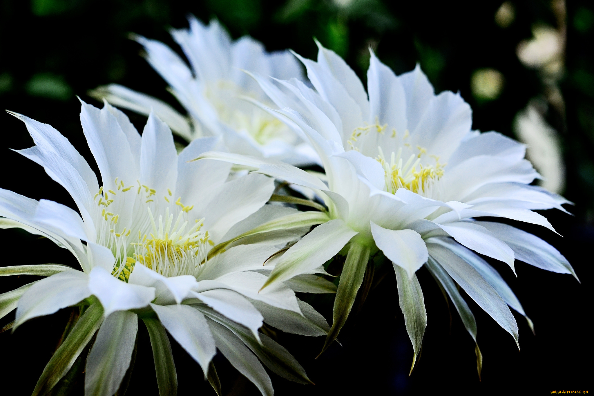 цветы, кактусы, белый