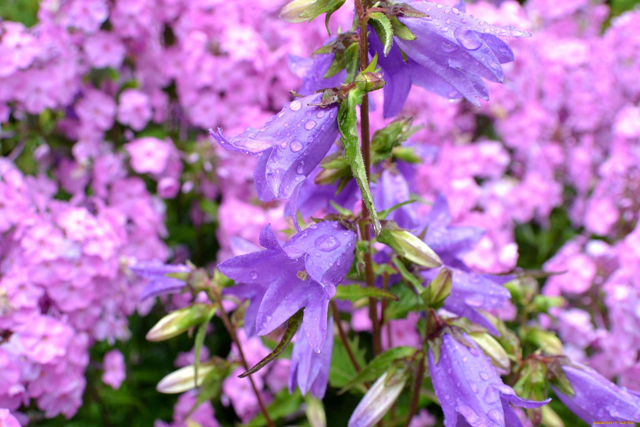 цветы, колокольчики, макро