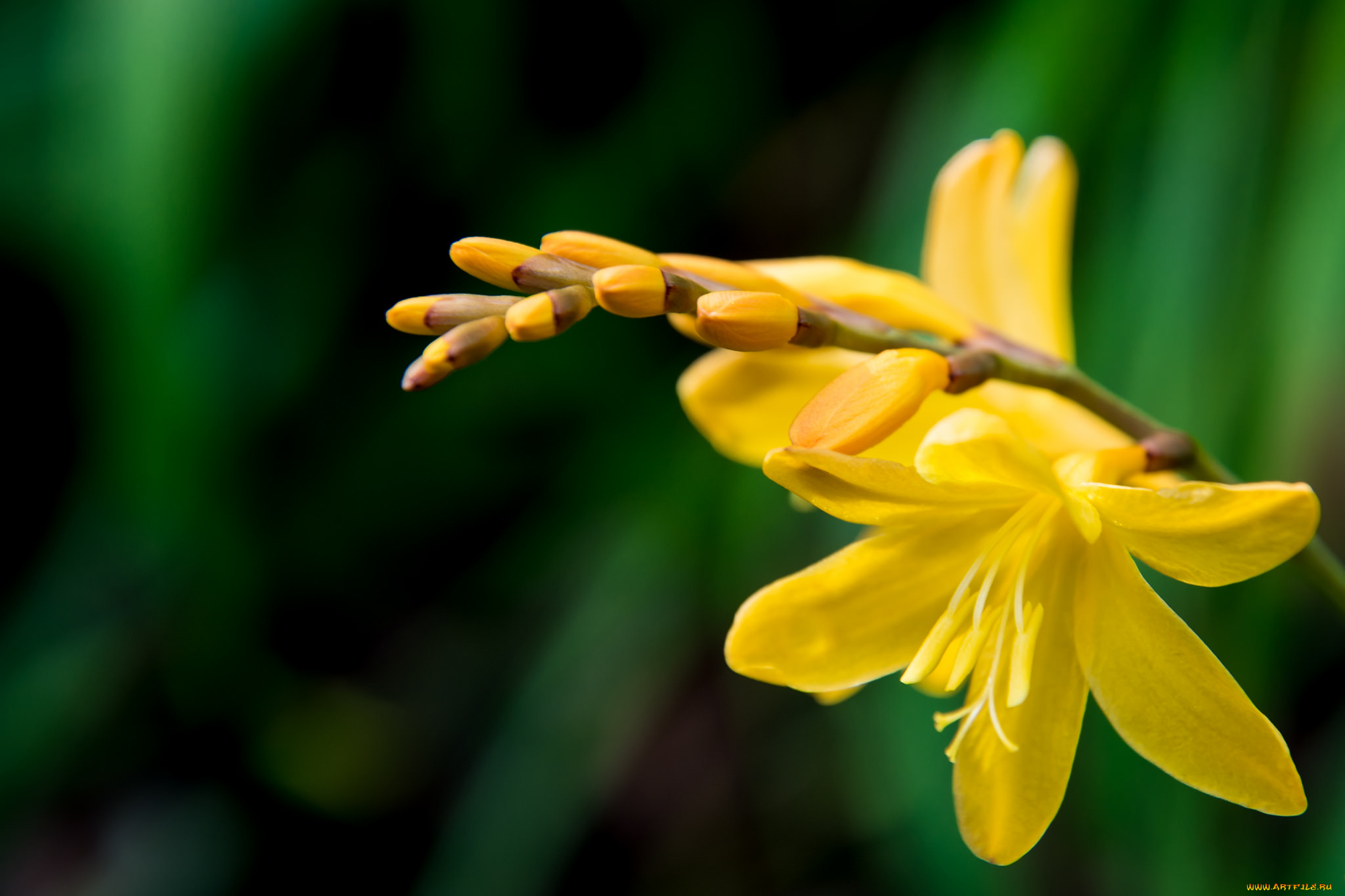 цветы, зелёный, фон, жёлтые, соцветие, веточка, цветочки