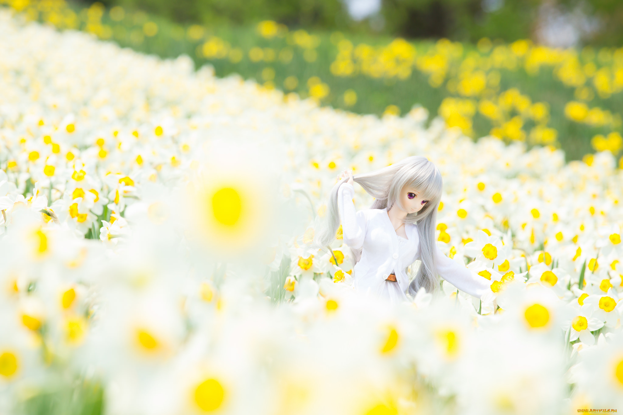 разное, игрушки, кукла, нарциссы, цветы