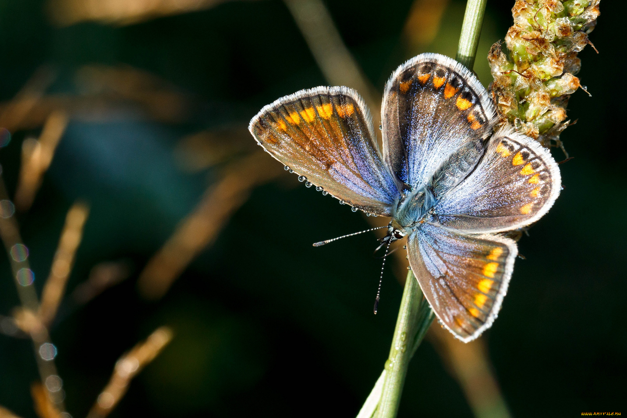 животные, бабочки, бабочка