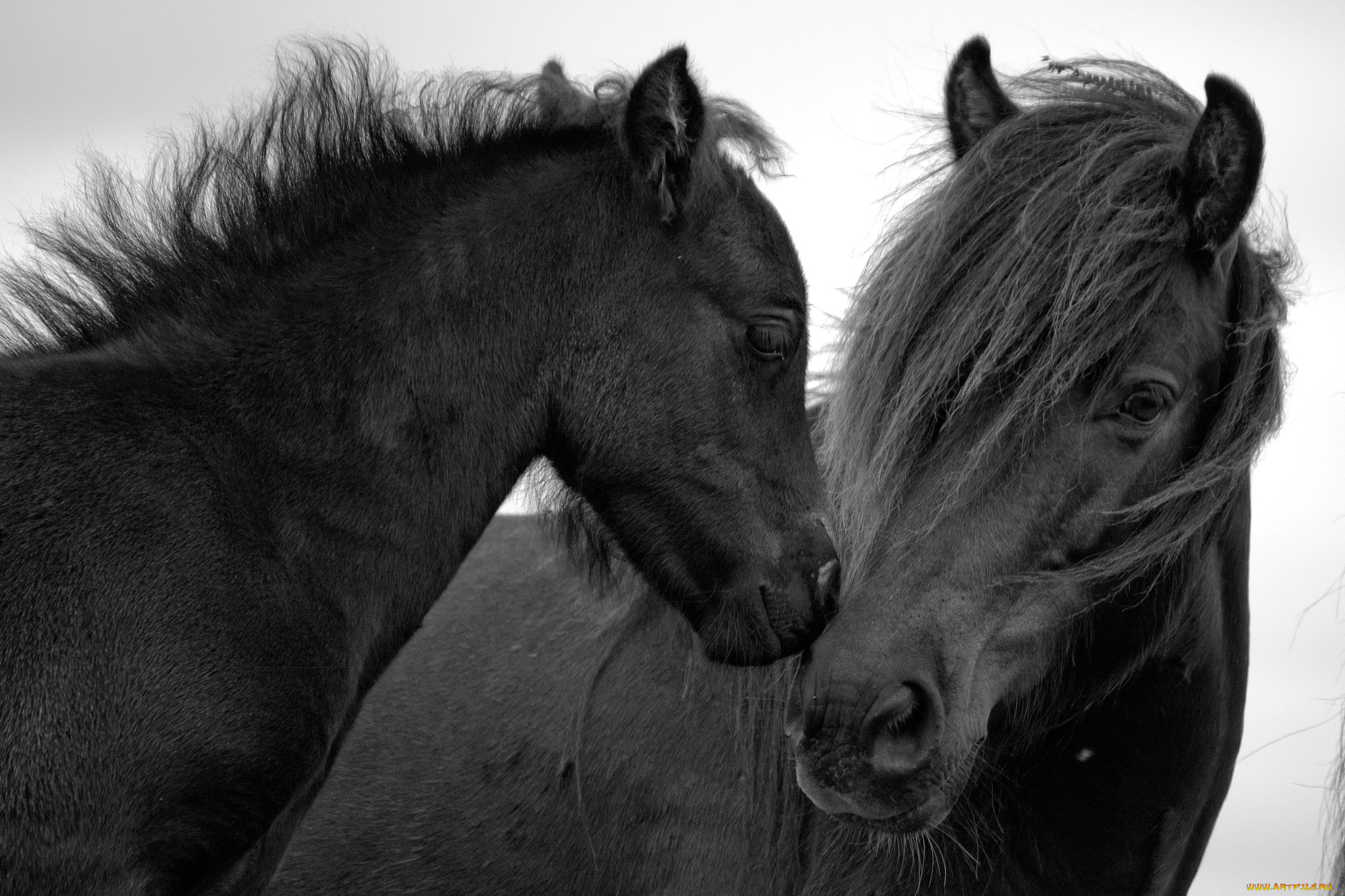 животные, лошади, кони