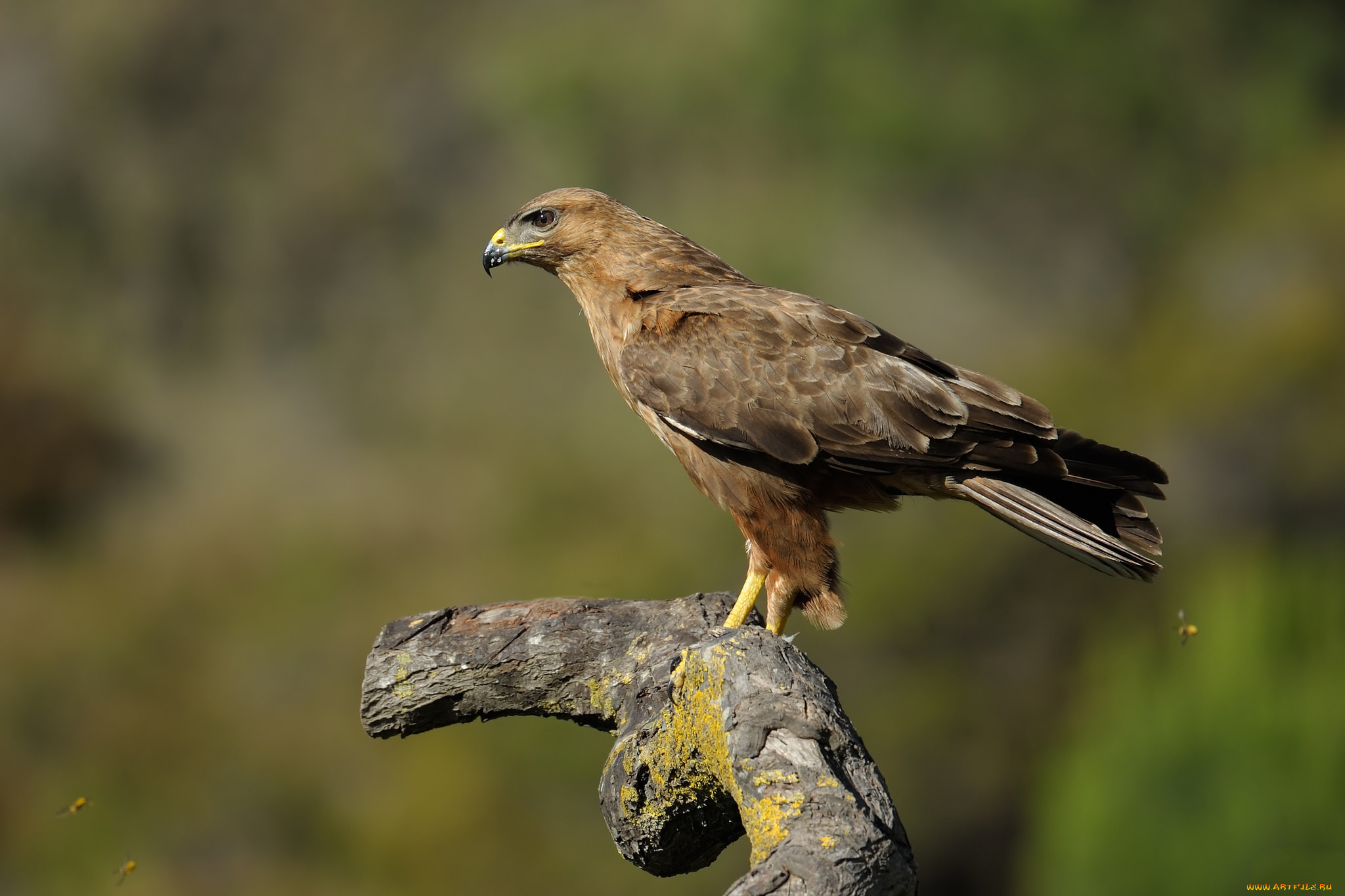 животные, птицы, -, хищники, орел