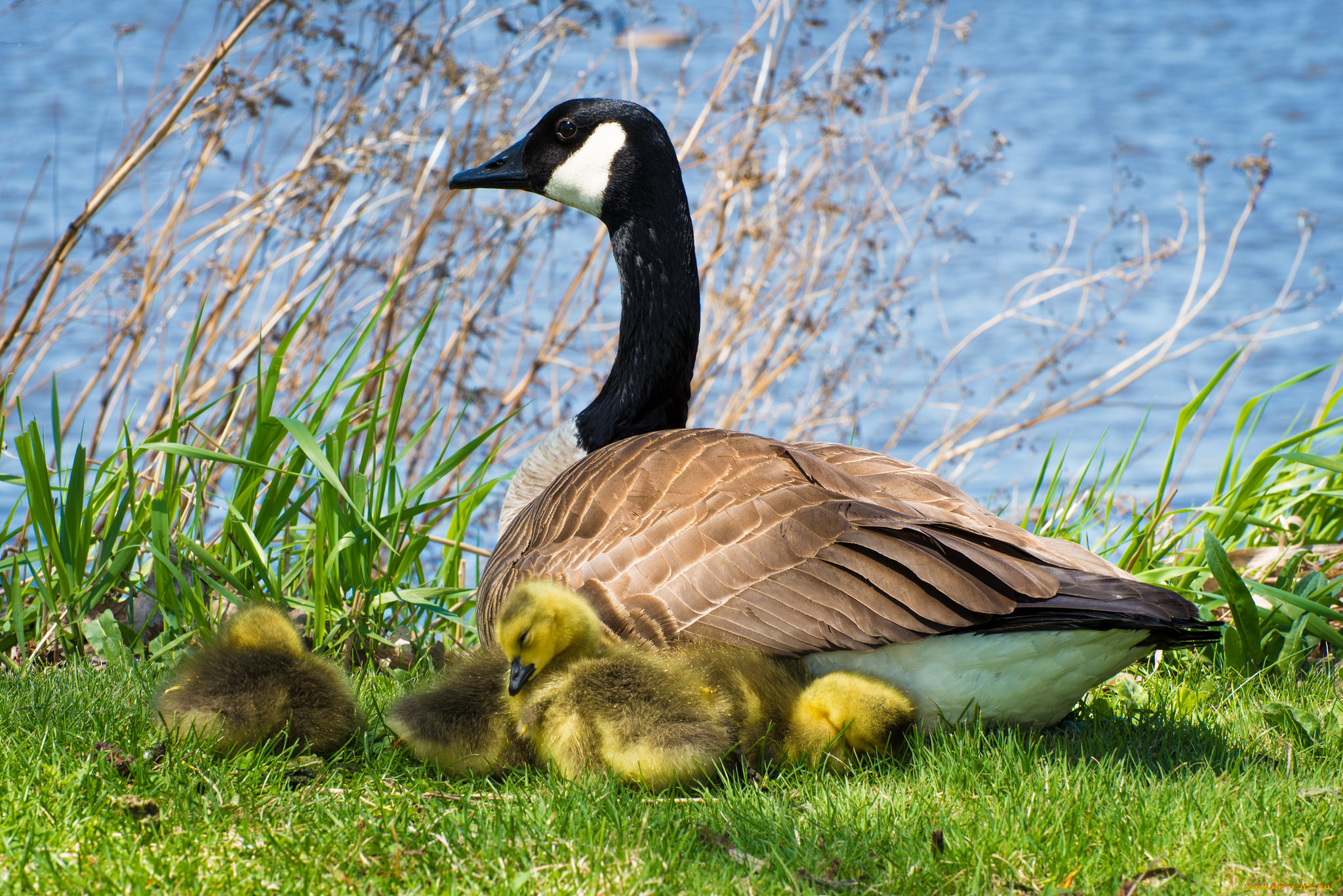 животные, гуси, канадский, гусь