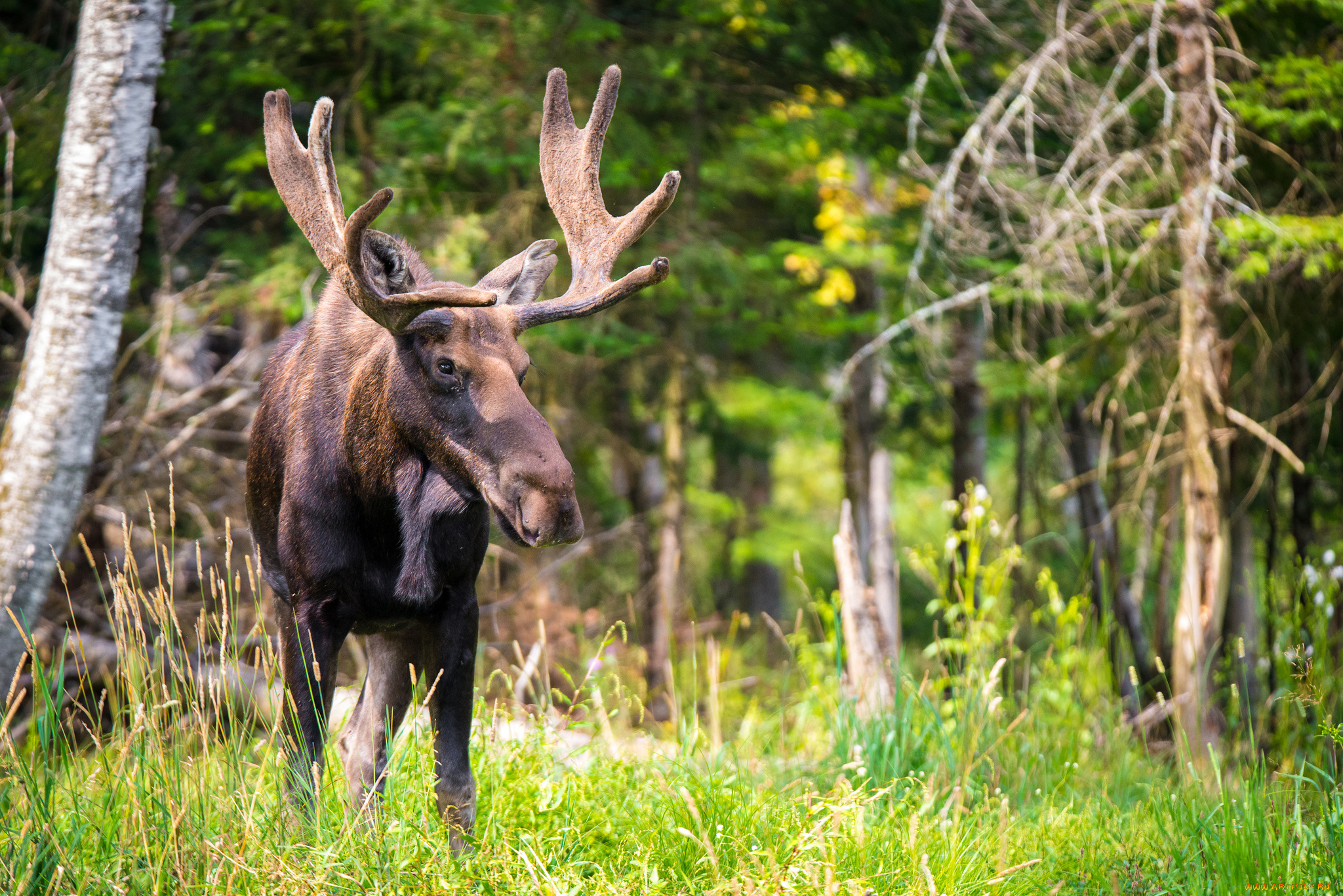 животные, лоси, сохатый