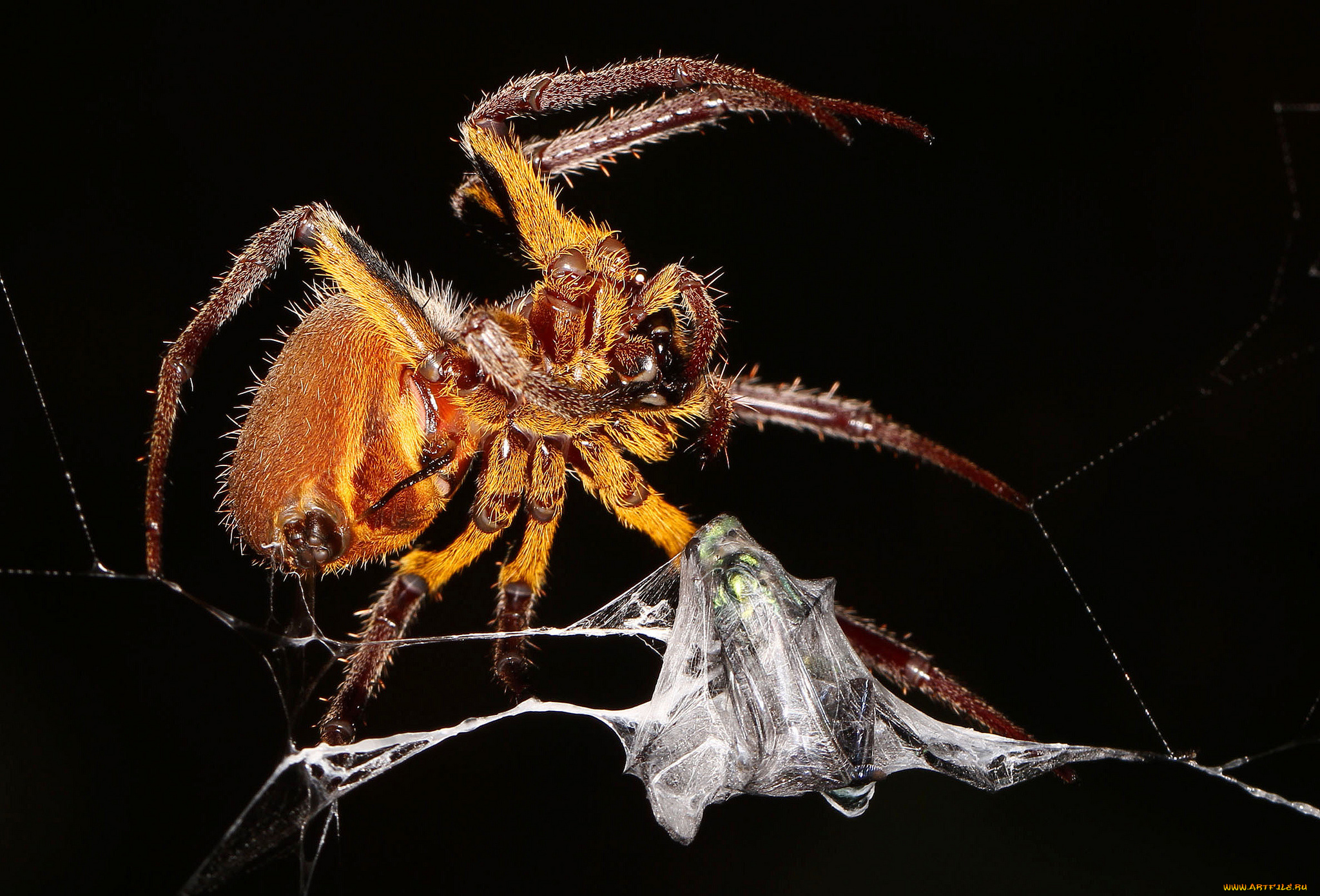 животные, пауки, паук, паутина