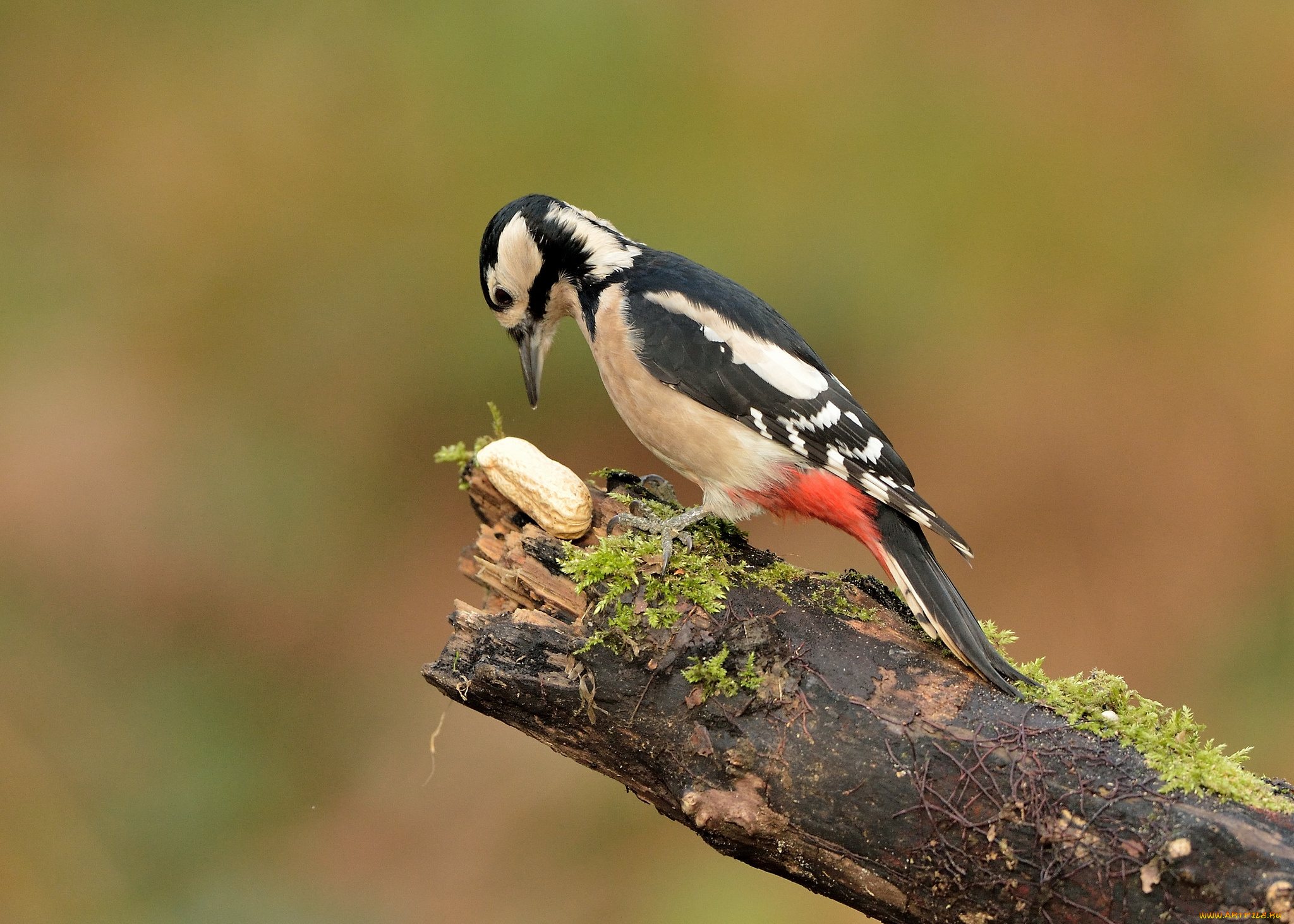 животные, дятлы, дятел