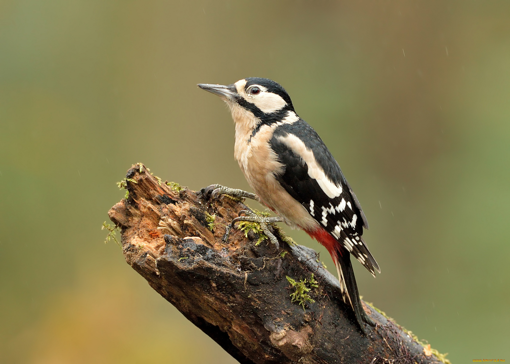 животные, дятлы, дятел