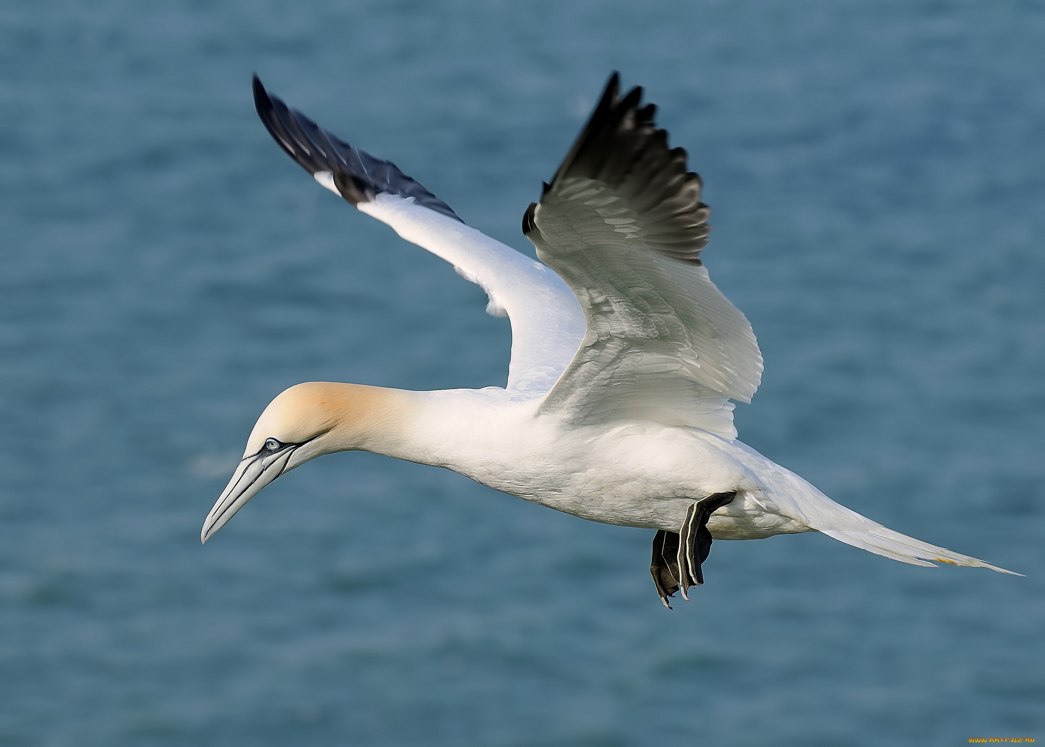 животные, олуши, полет, птица