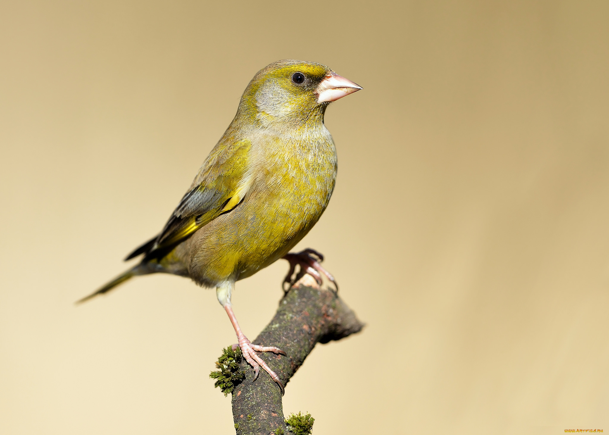 животные, щеглы, , чижи, птичка