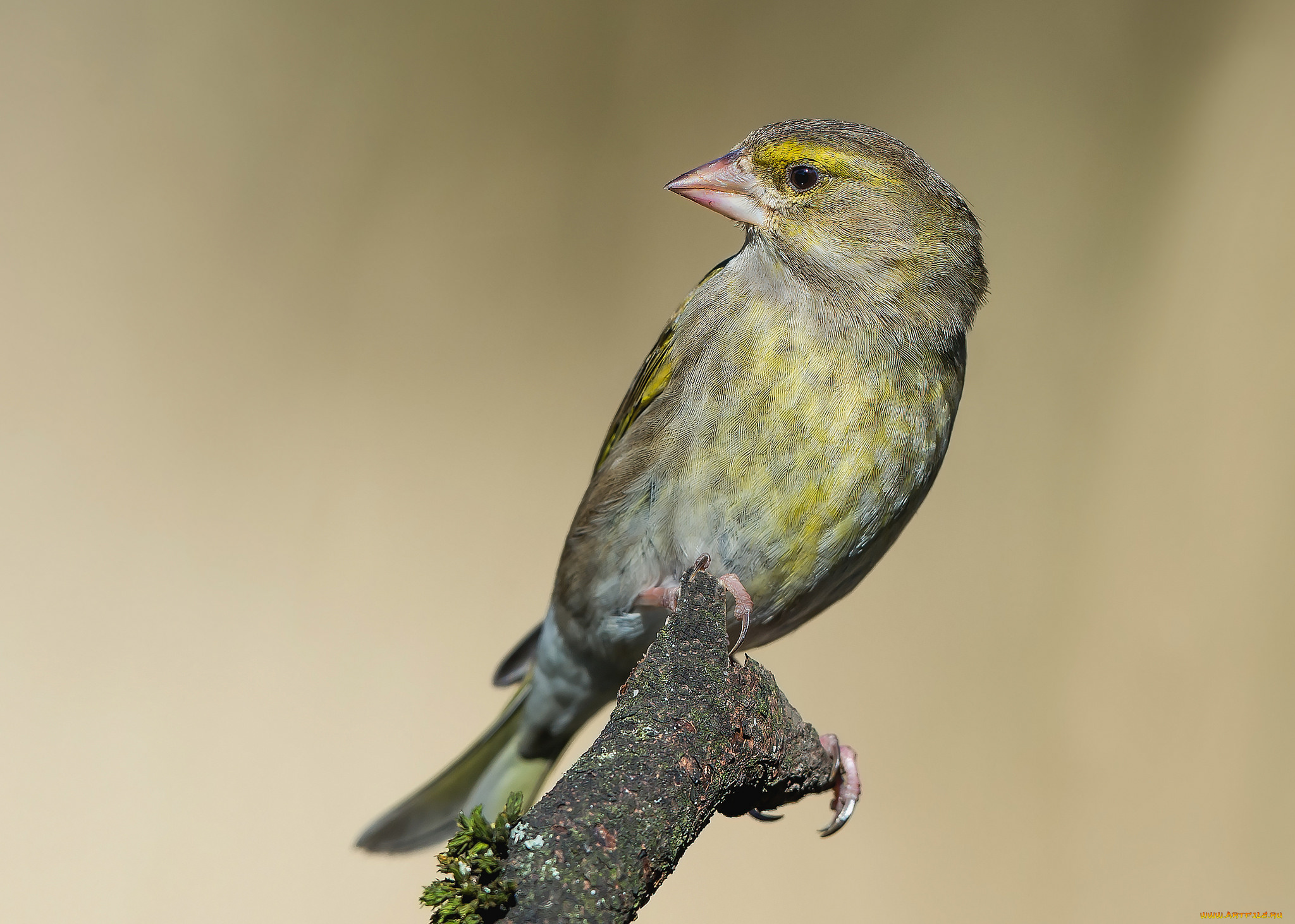 животные, щеглы, , чижи, птичка