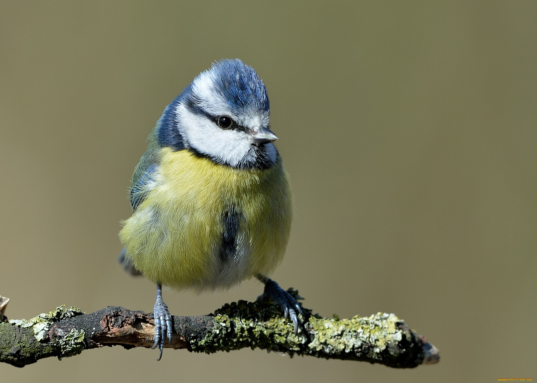 животные, синицы, , лазоревки, синичка