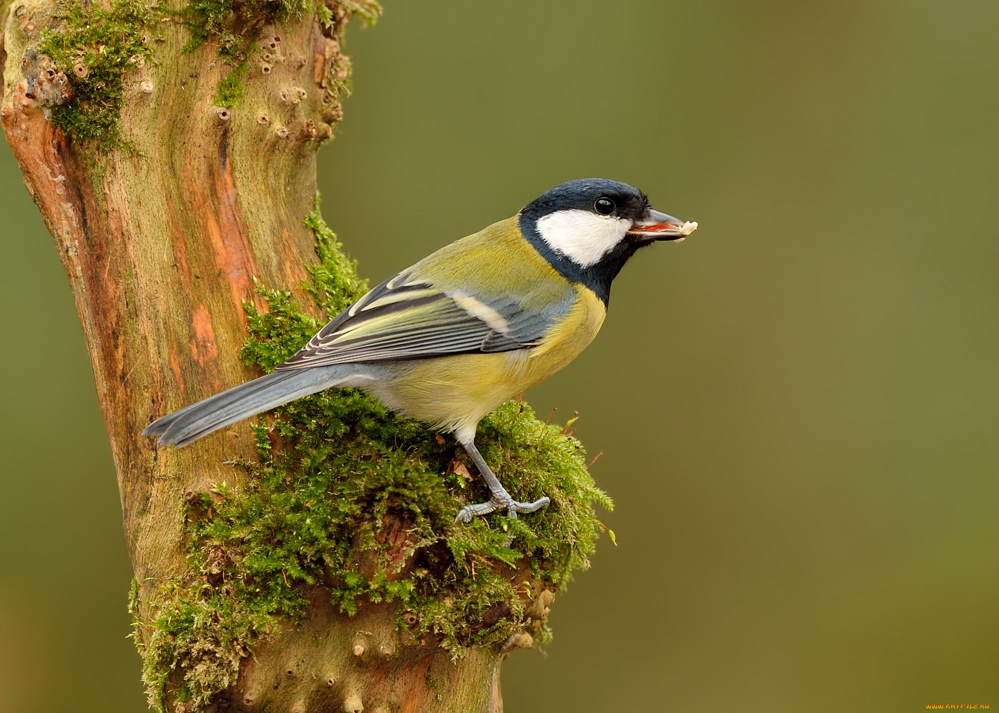 животные, синицы, , лазоревки, синичка