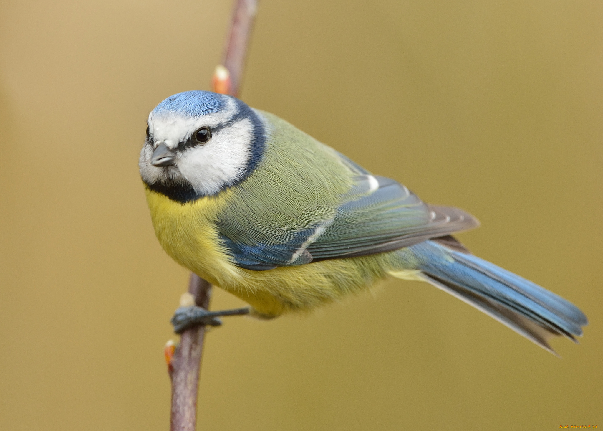 животные, синицы, , лазоревки, синичка