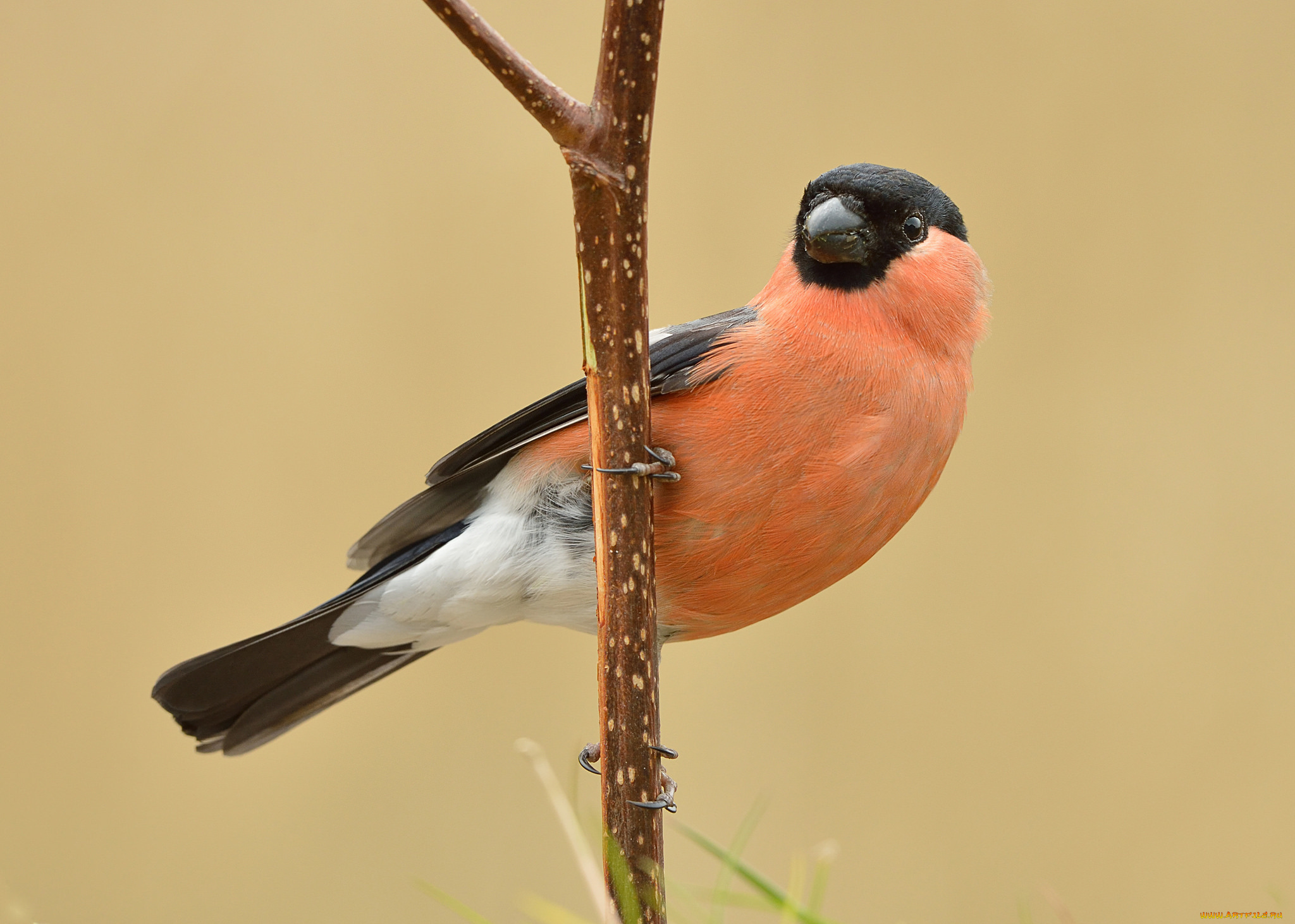 животные, снегири, снегирь