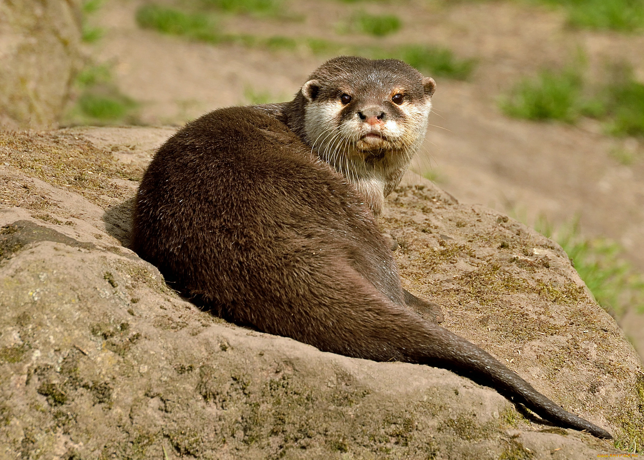 животные, выдры, , каланы, , ондатры, выдра