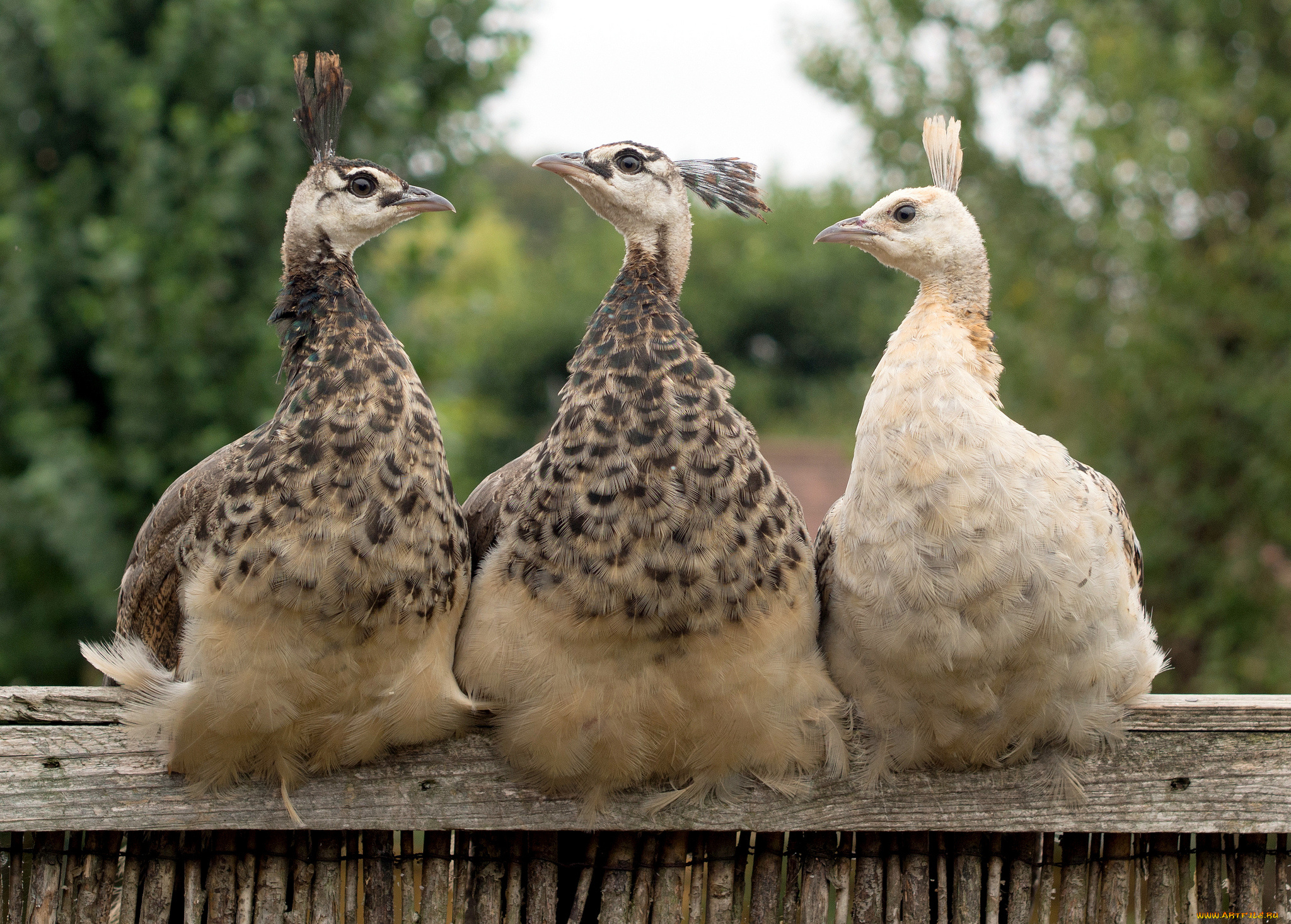 животные, павлины, троица