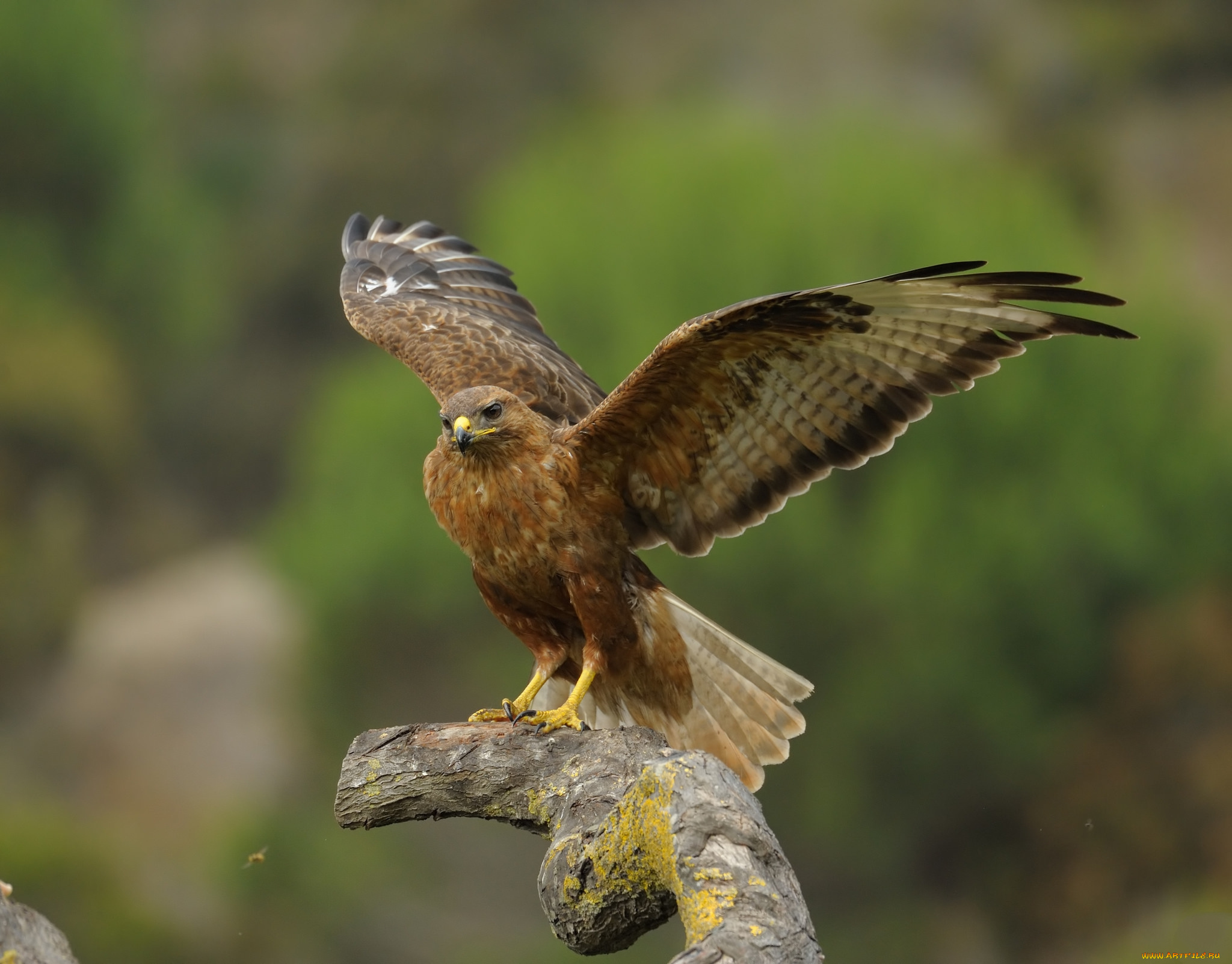 животные, птицы, -, хищники, орел