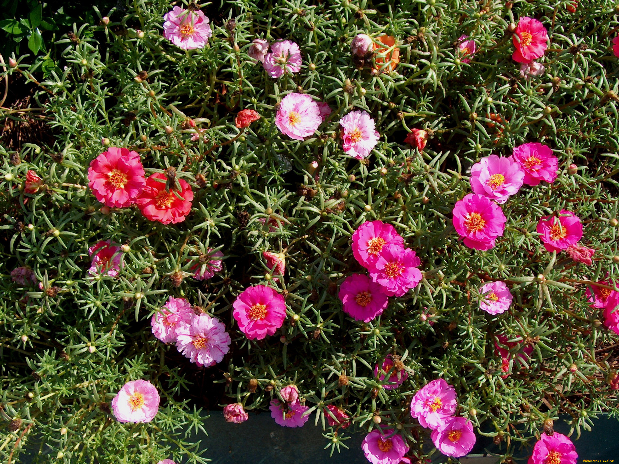 цветы, портулак, много, сад