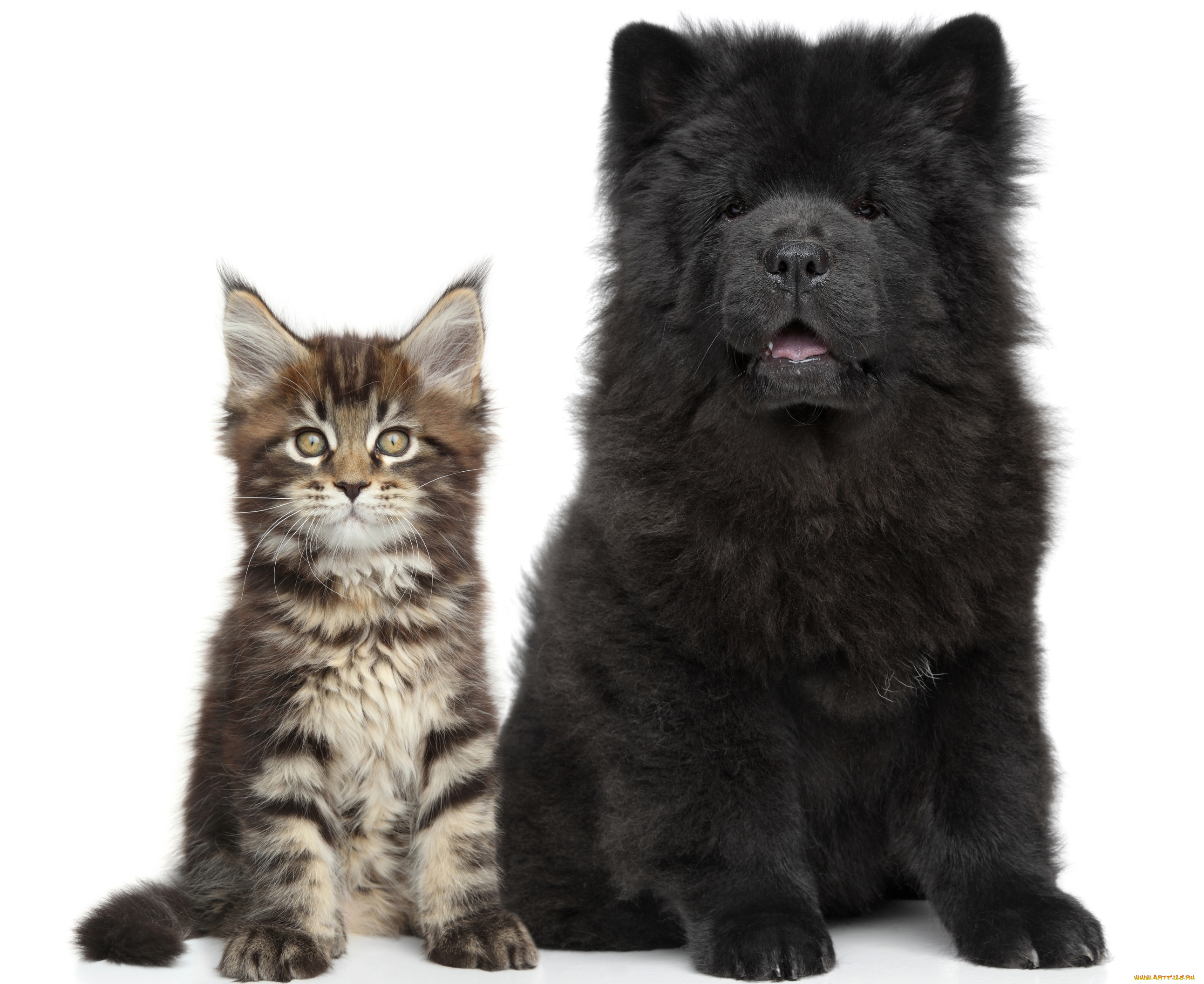 животные, разные, вместе, котенок, щенок