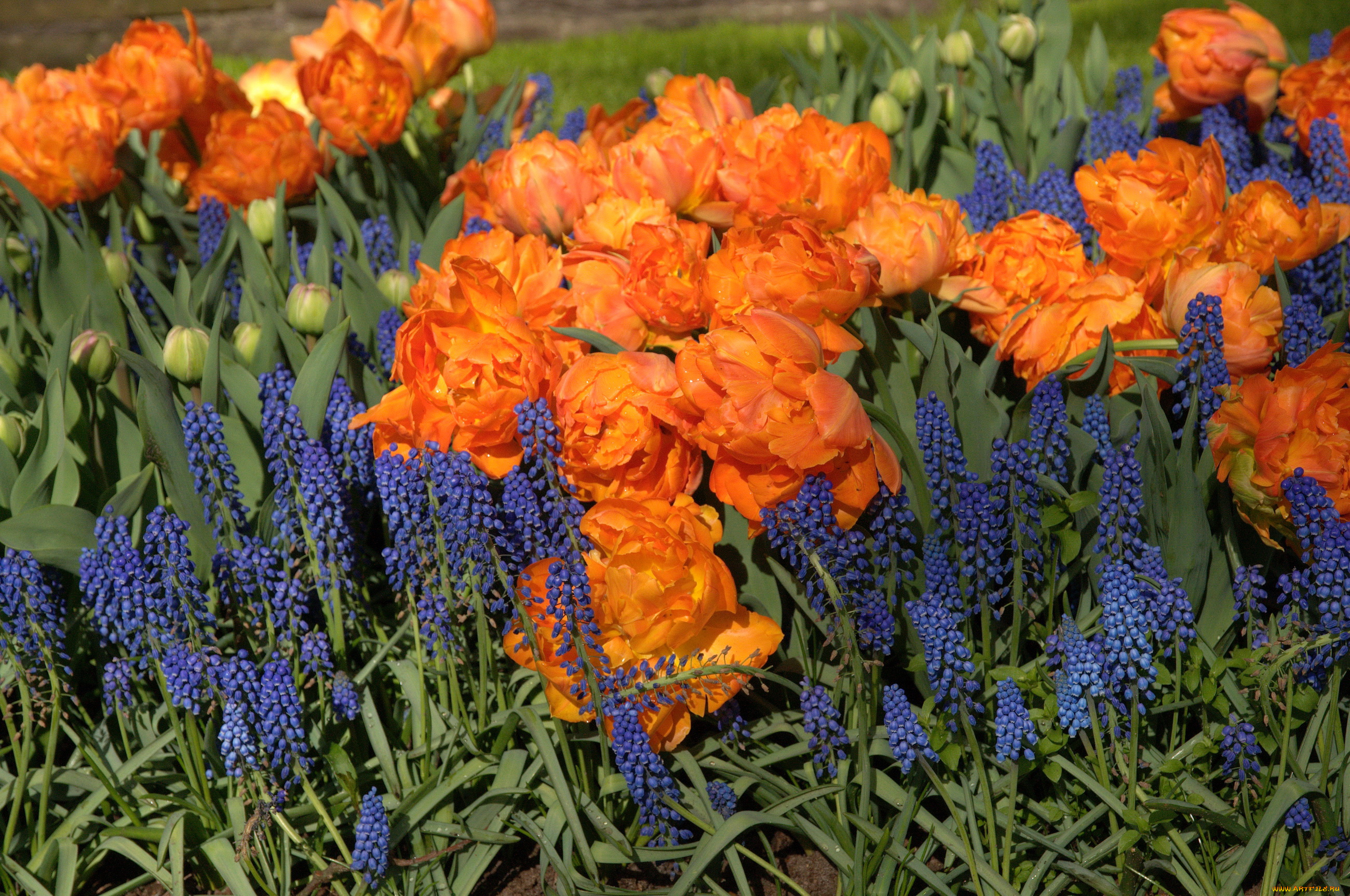цветы, разные, вместе, дельфиниум, тюльпаны, delphinium