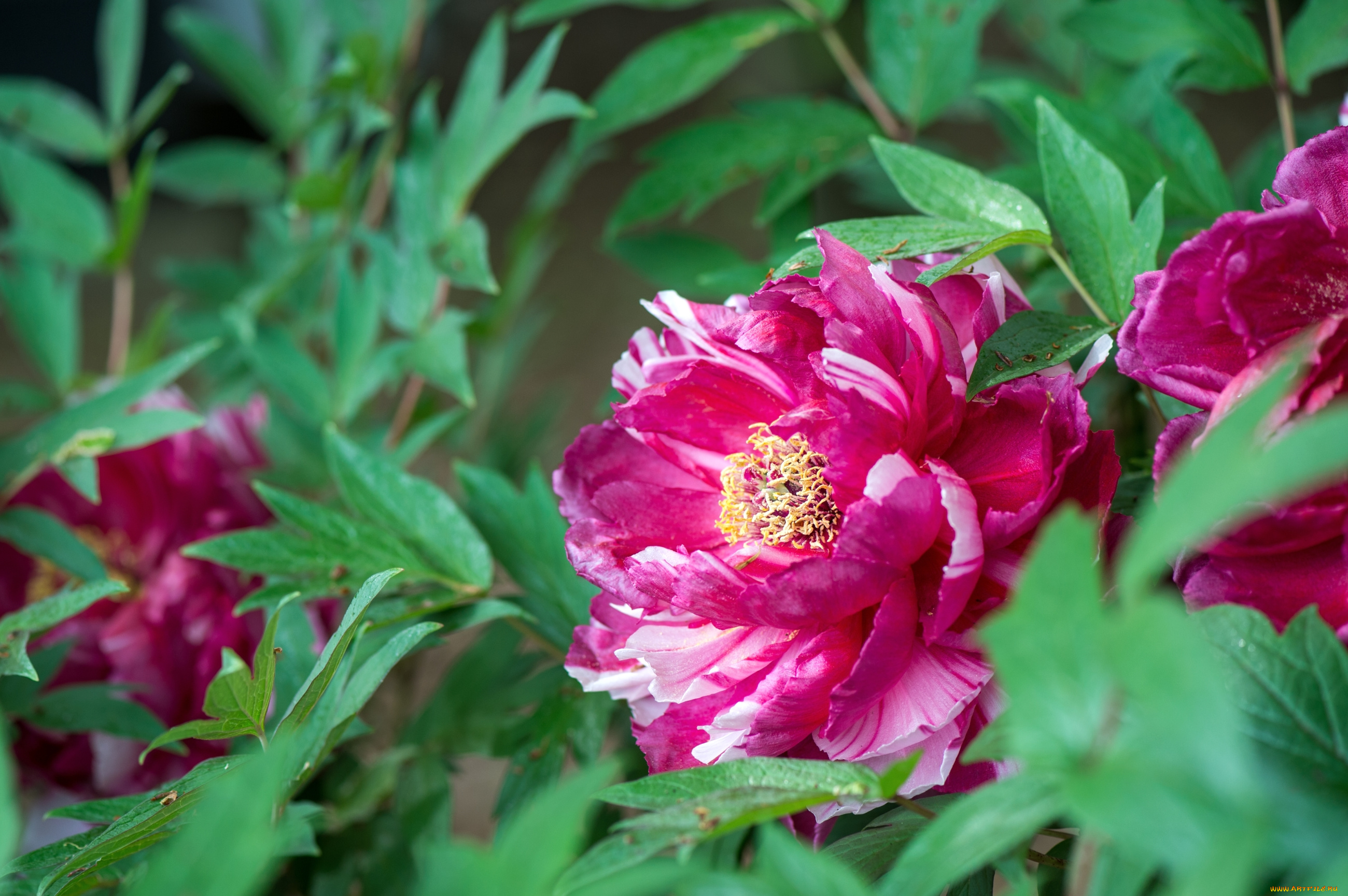 цветы, пионы, пестрый