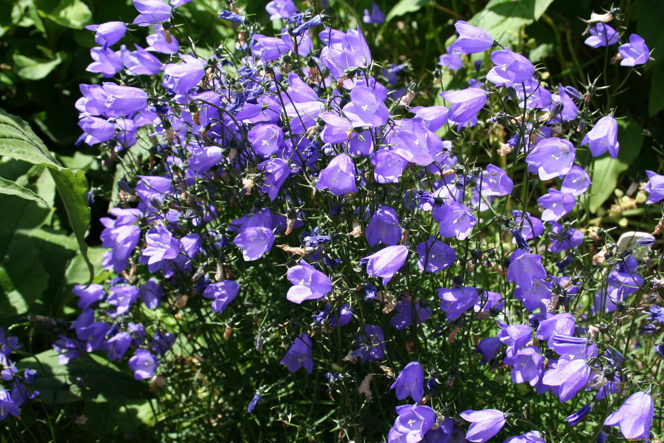 цветы, колокольчики, много