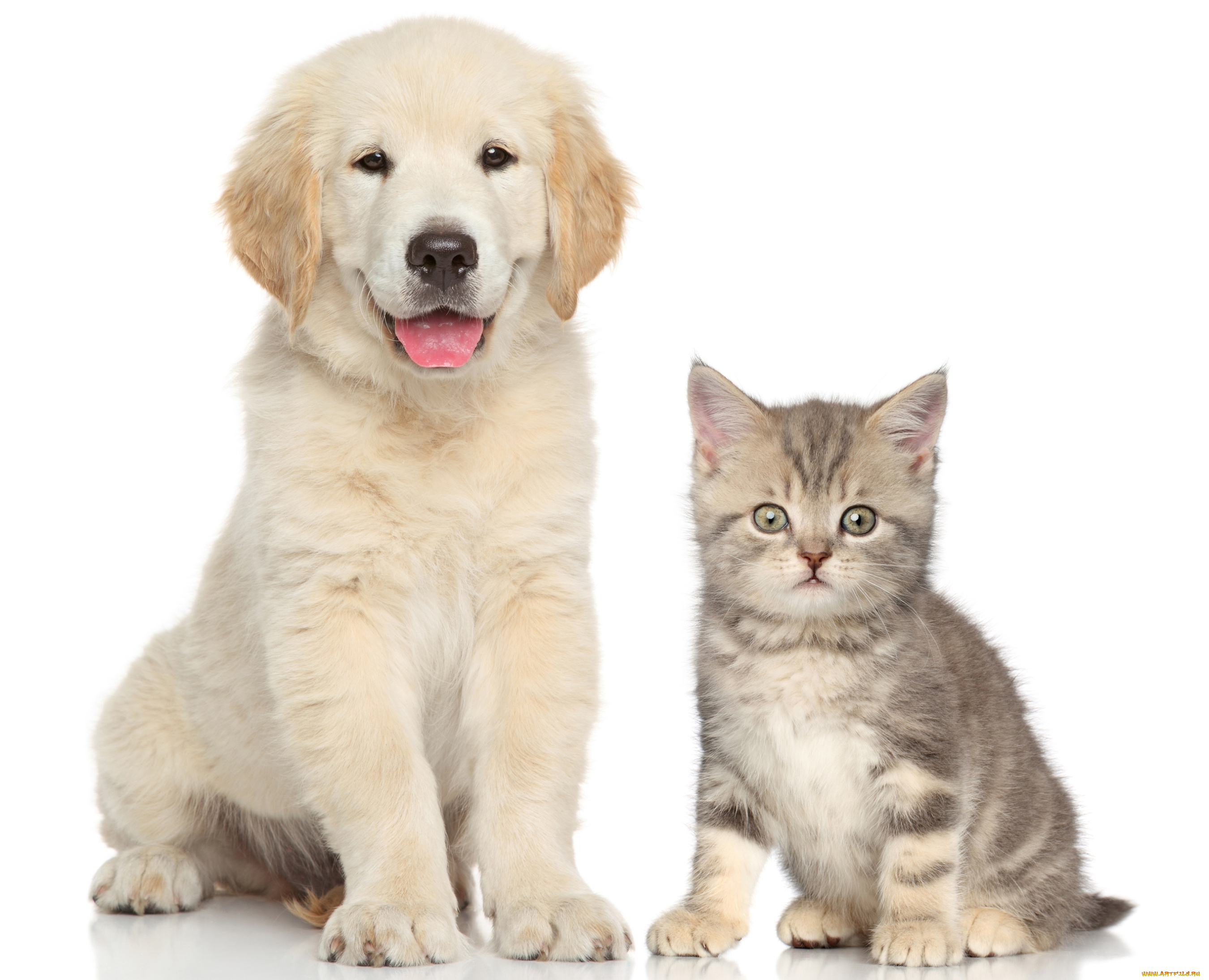 животные, разные, вместе, котенок, щенок