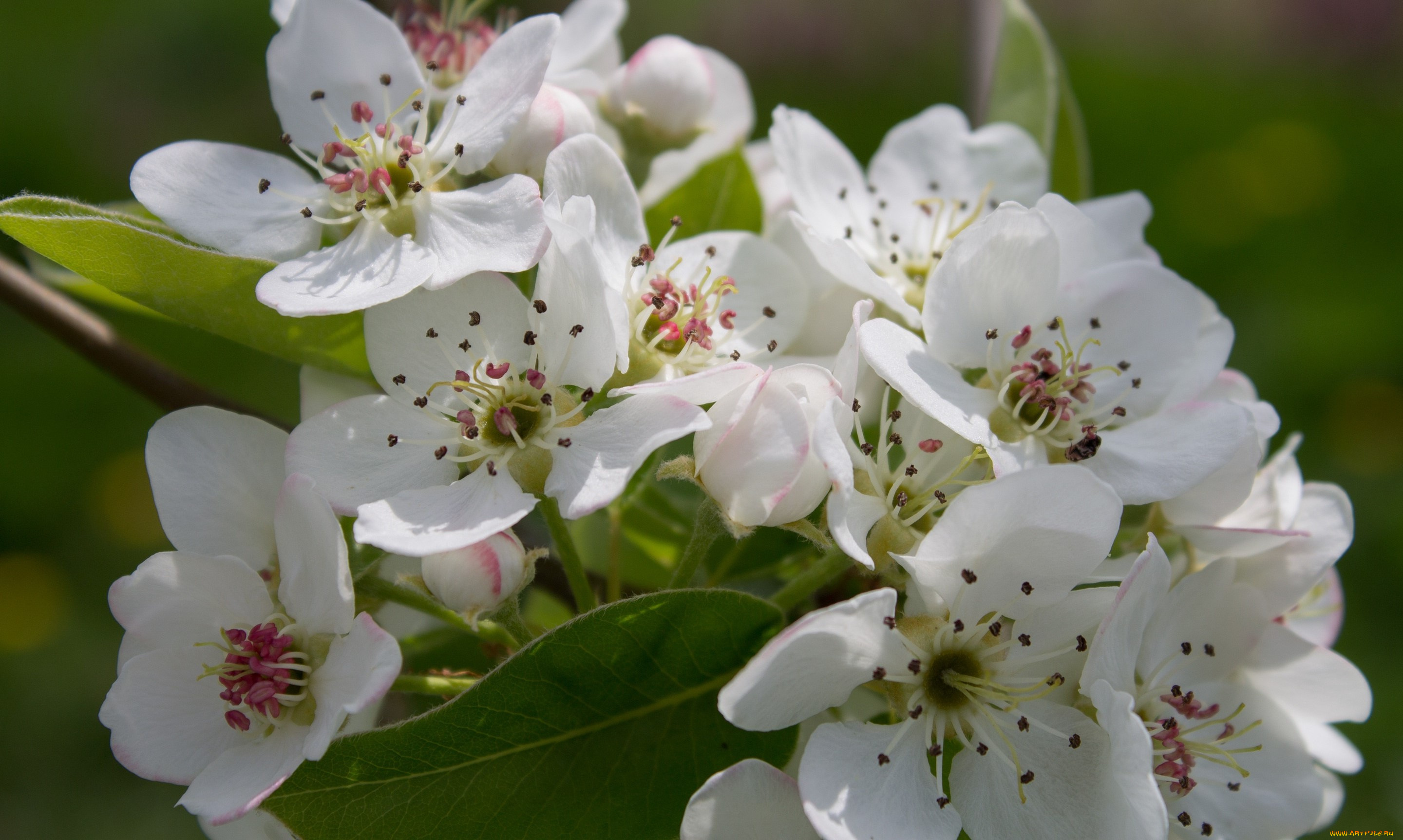 цветы, цветущие, деревья, , , кустарники, лепестки, ветка