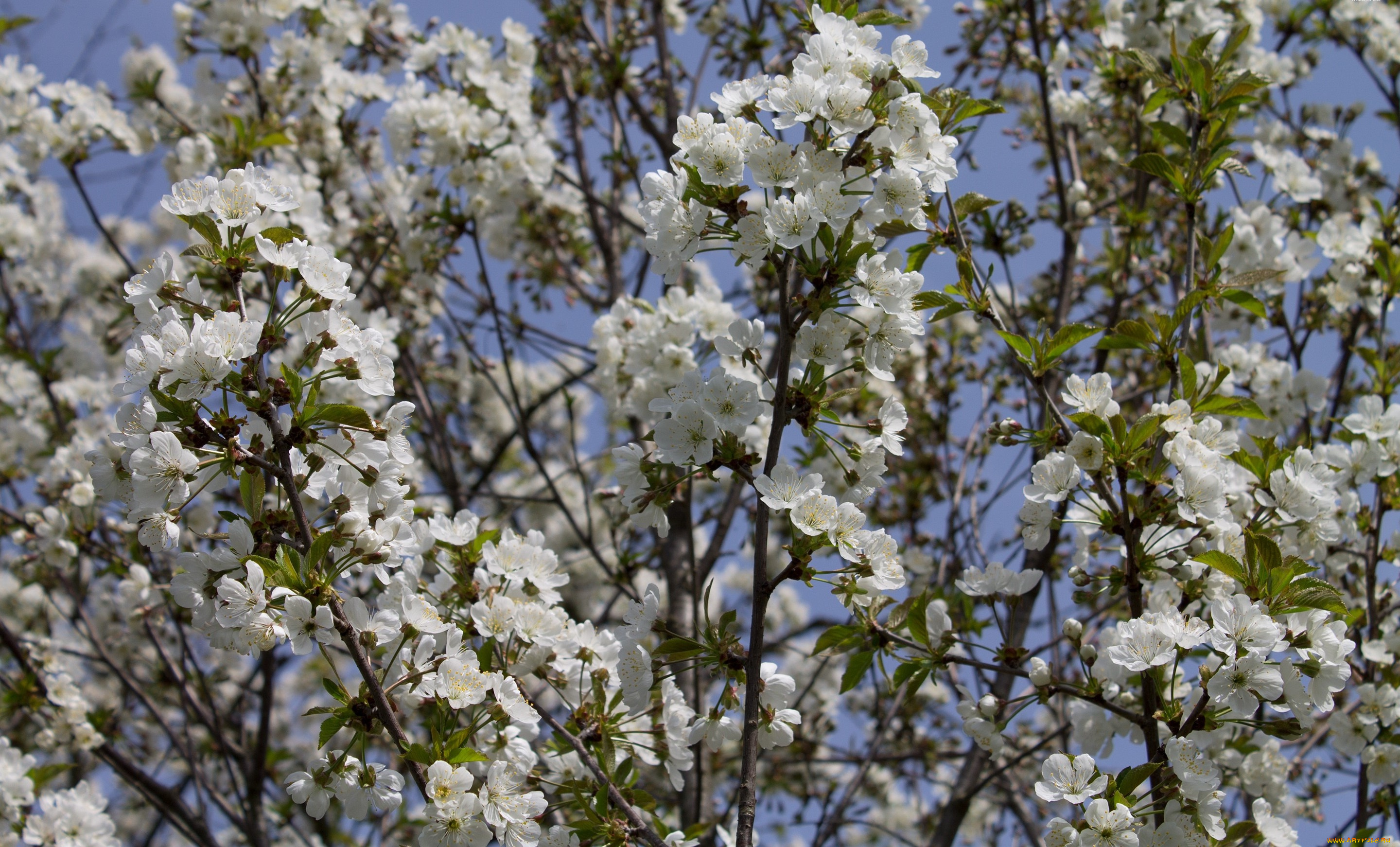 цветы, сакура, , вишня, лепестки, ветки