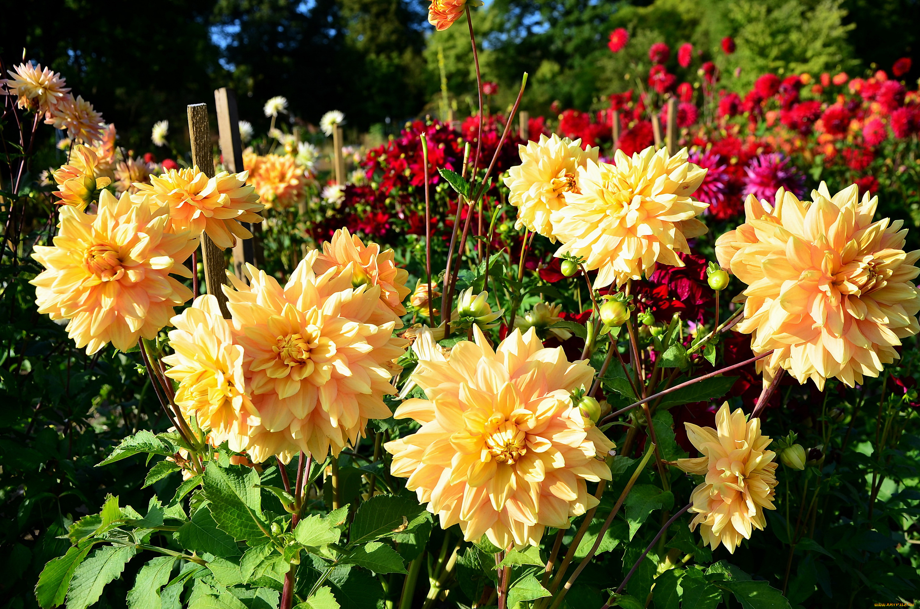 цветы, георгины, много, сад