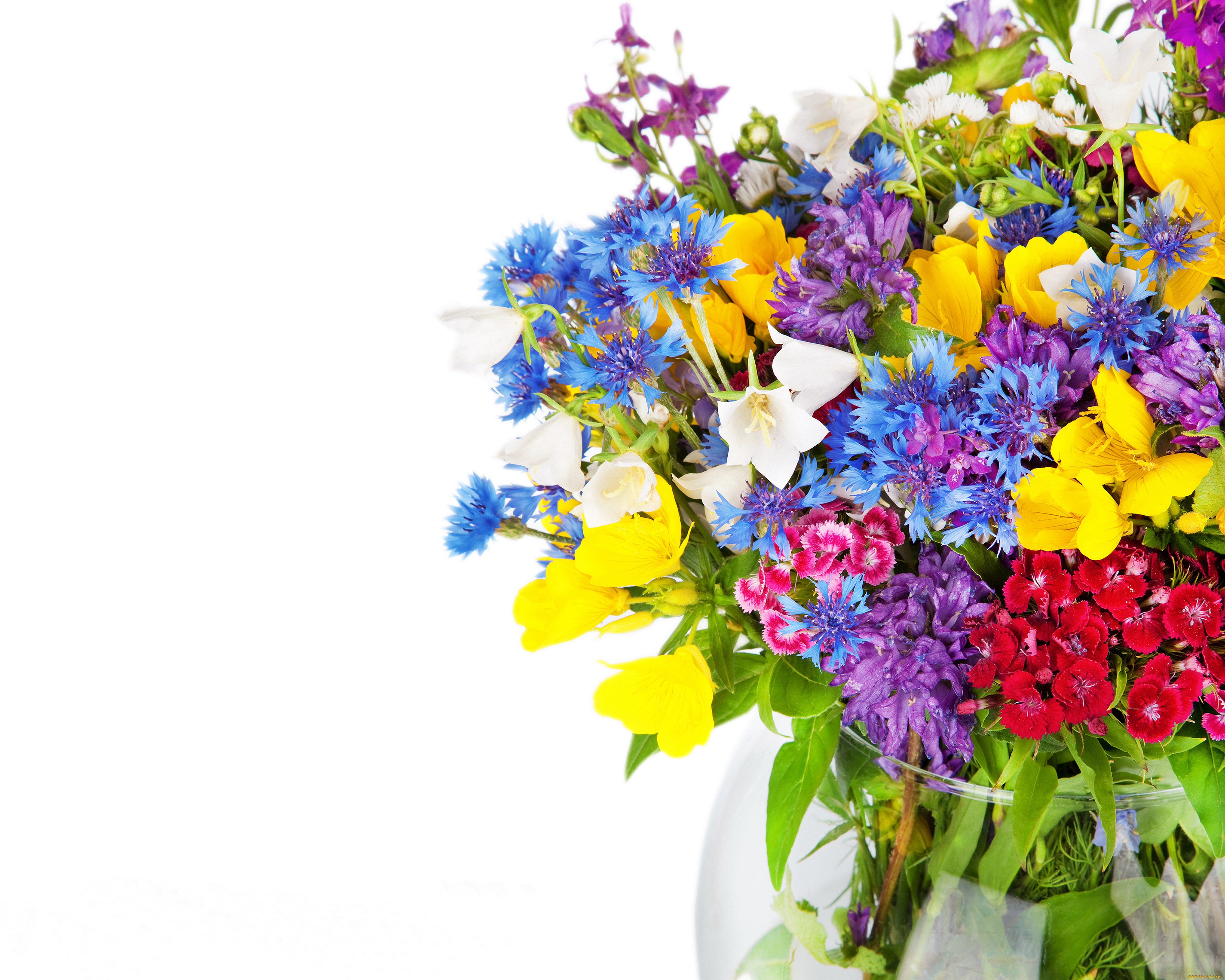 цветы, луговые, , полевые, , цветы, гвоздики, альстромерии, васильки, колокольчики