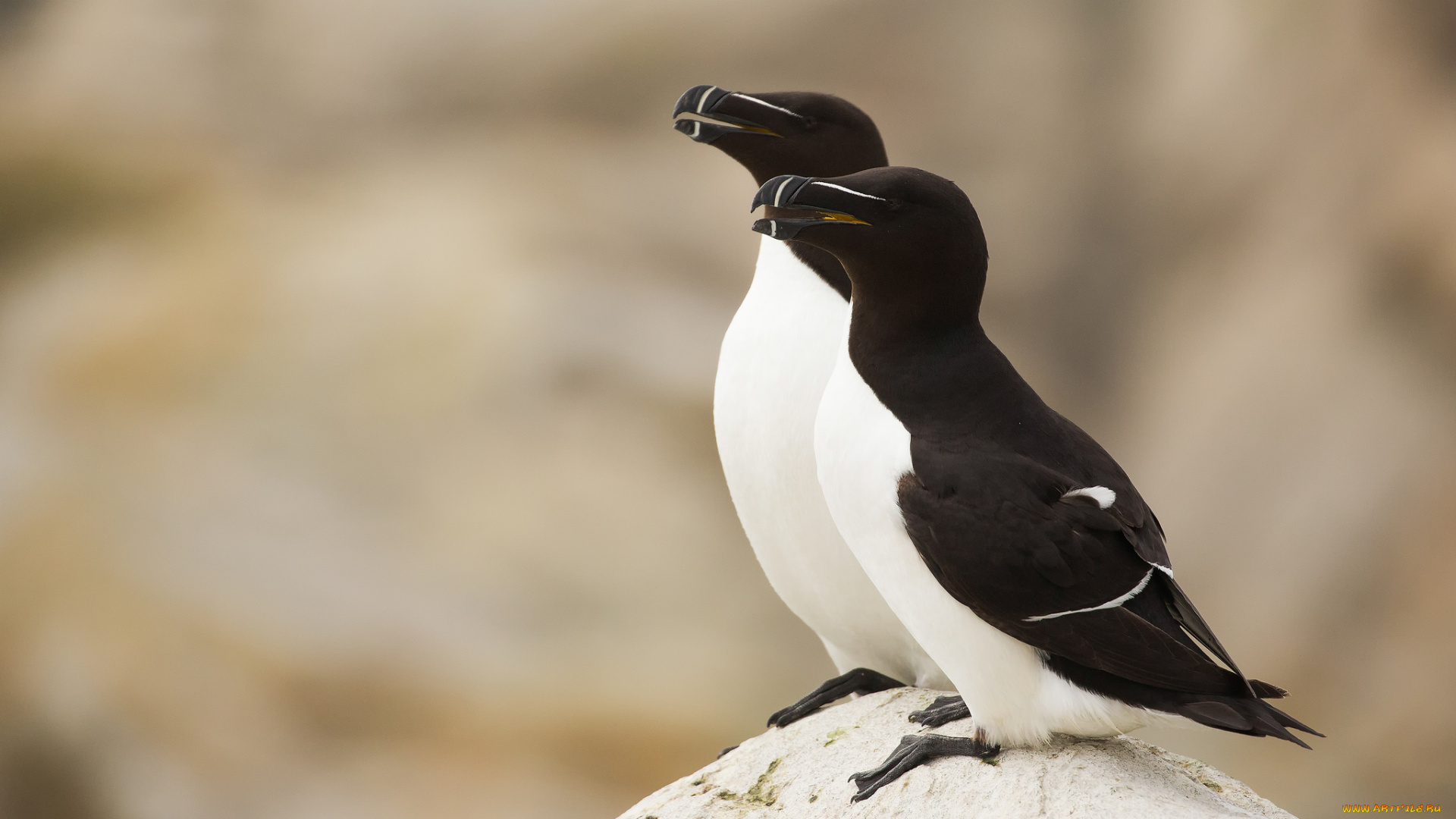 животные, Чайки, , бакланы, , крачки, пара, птицы