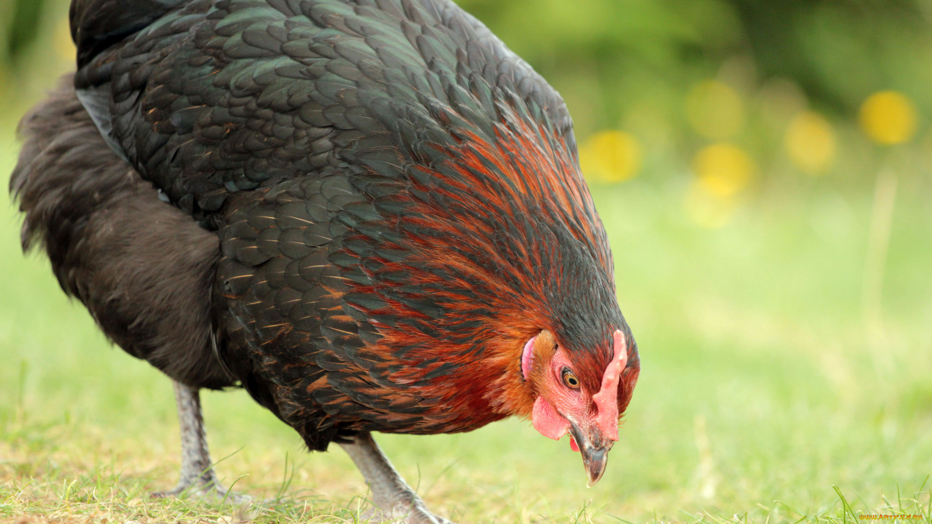 животные, куры, , петухи, луг, курица