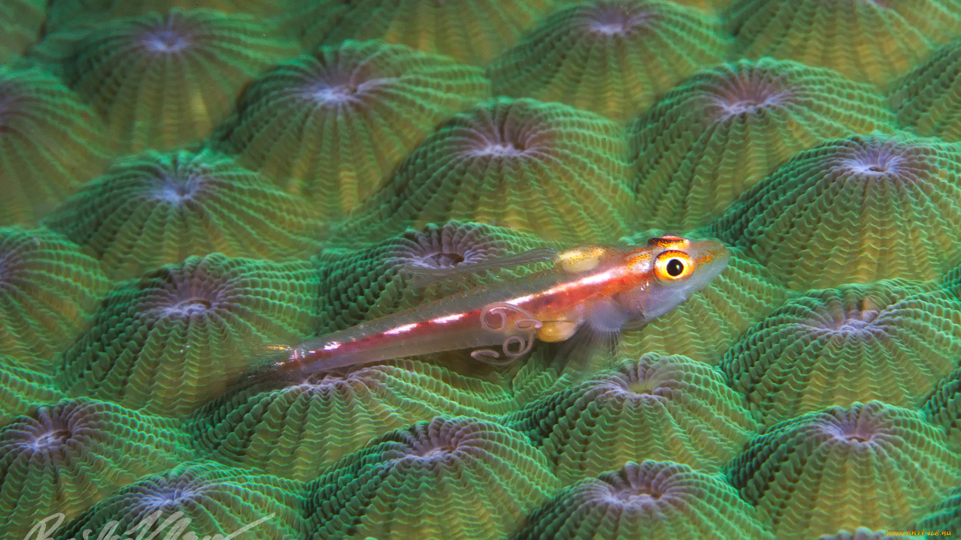 животные, морская, фауна, малёк, коралл