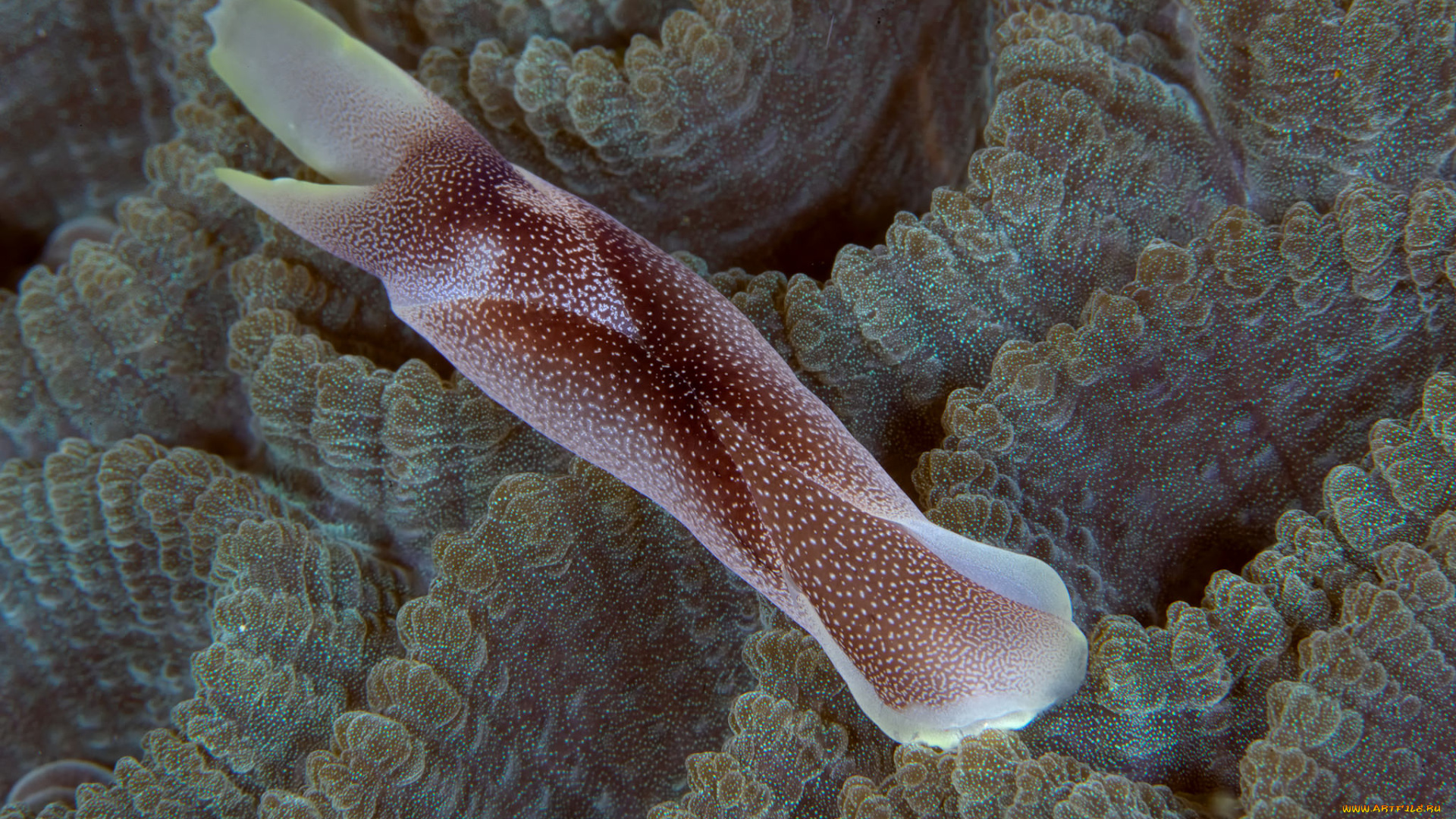 животные, морская, фауна, морской, слизень