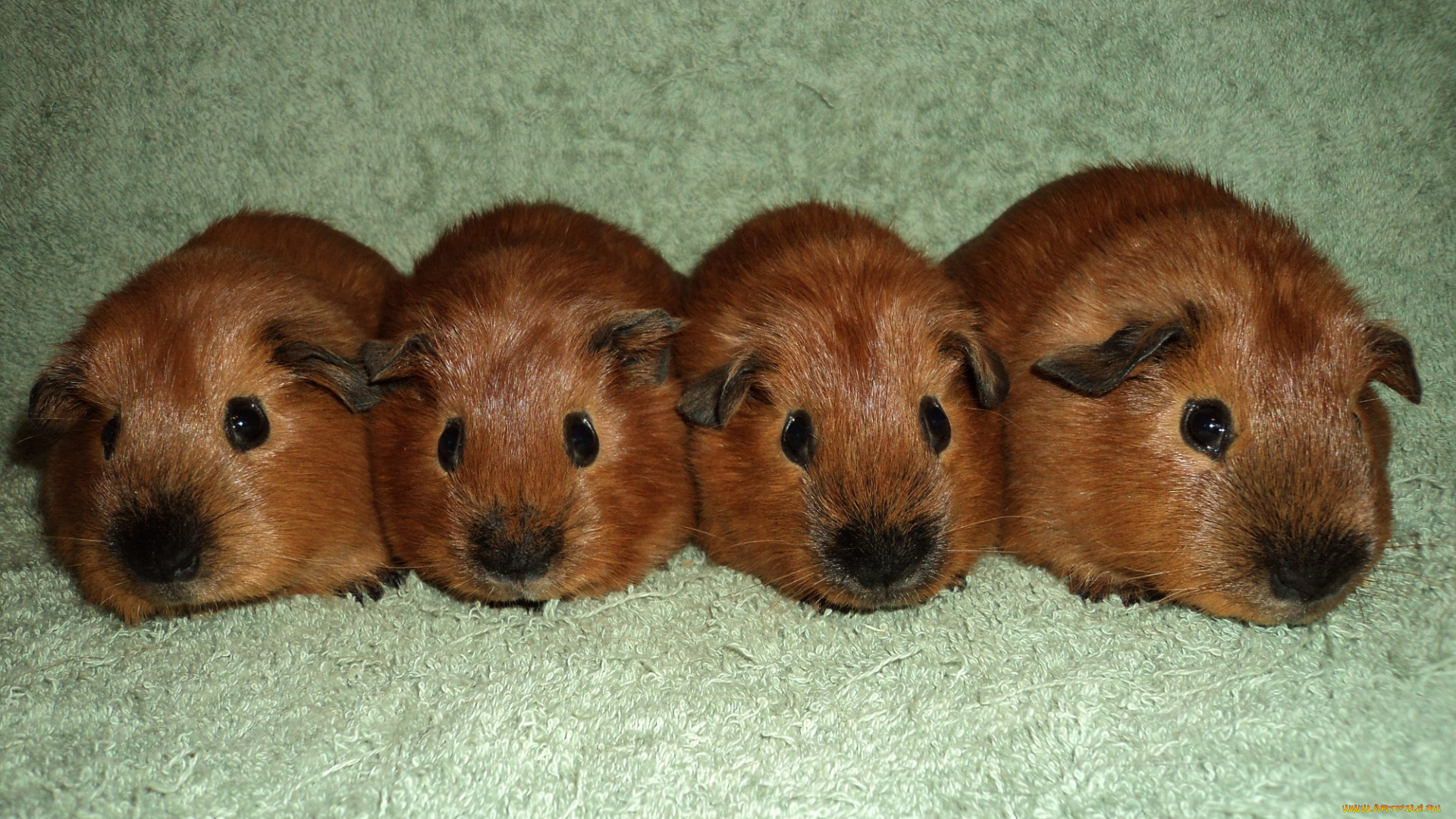 животные, морские, свинки, , хомяки, калифорнийцы, кварте, морские, свинки