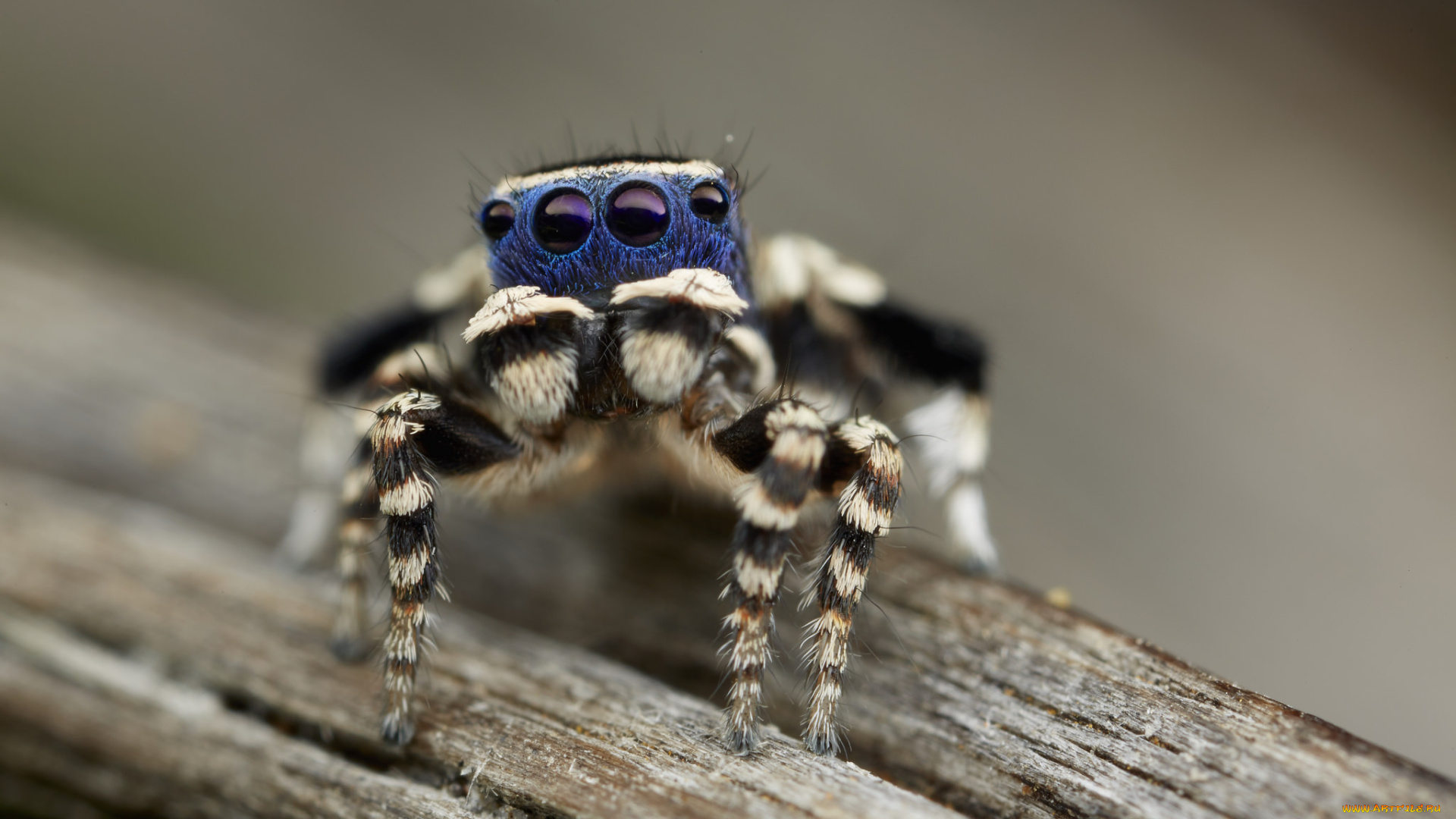 животные, пауки, джампер, лапки, паук