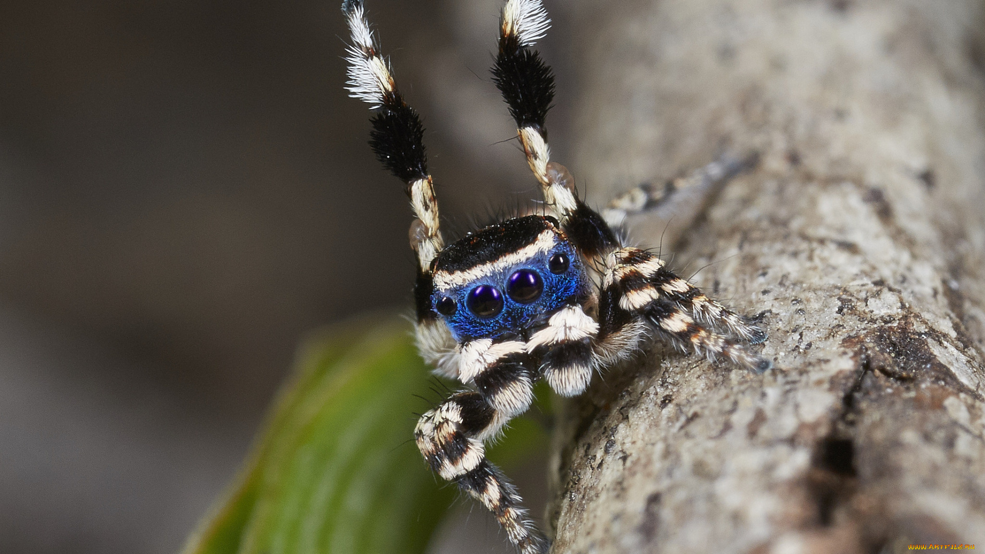 животные, пауки, джампер, танец, лапки, паук