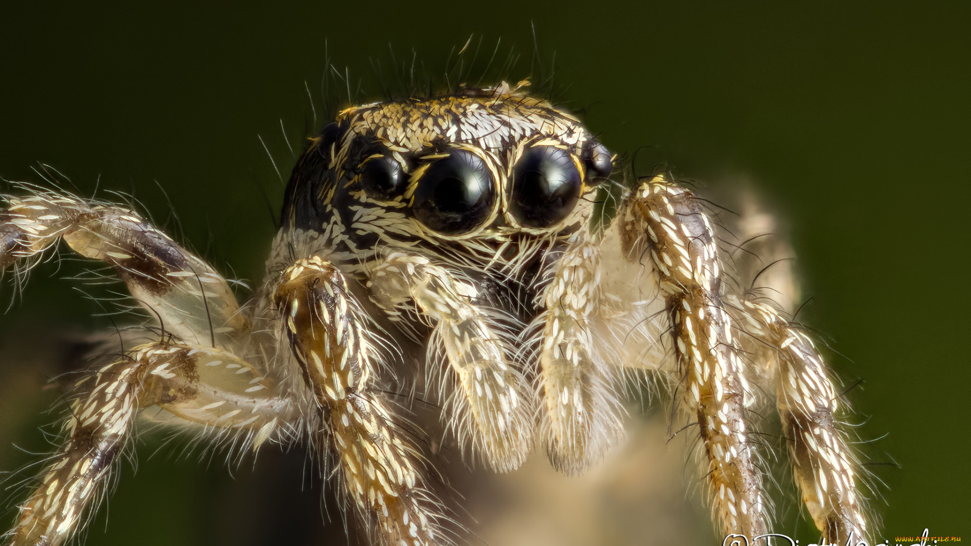 животные, пауки, макро, паук, лапки, глазки, джампер