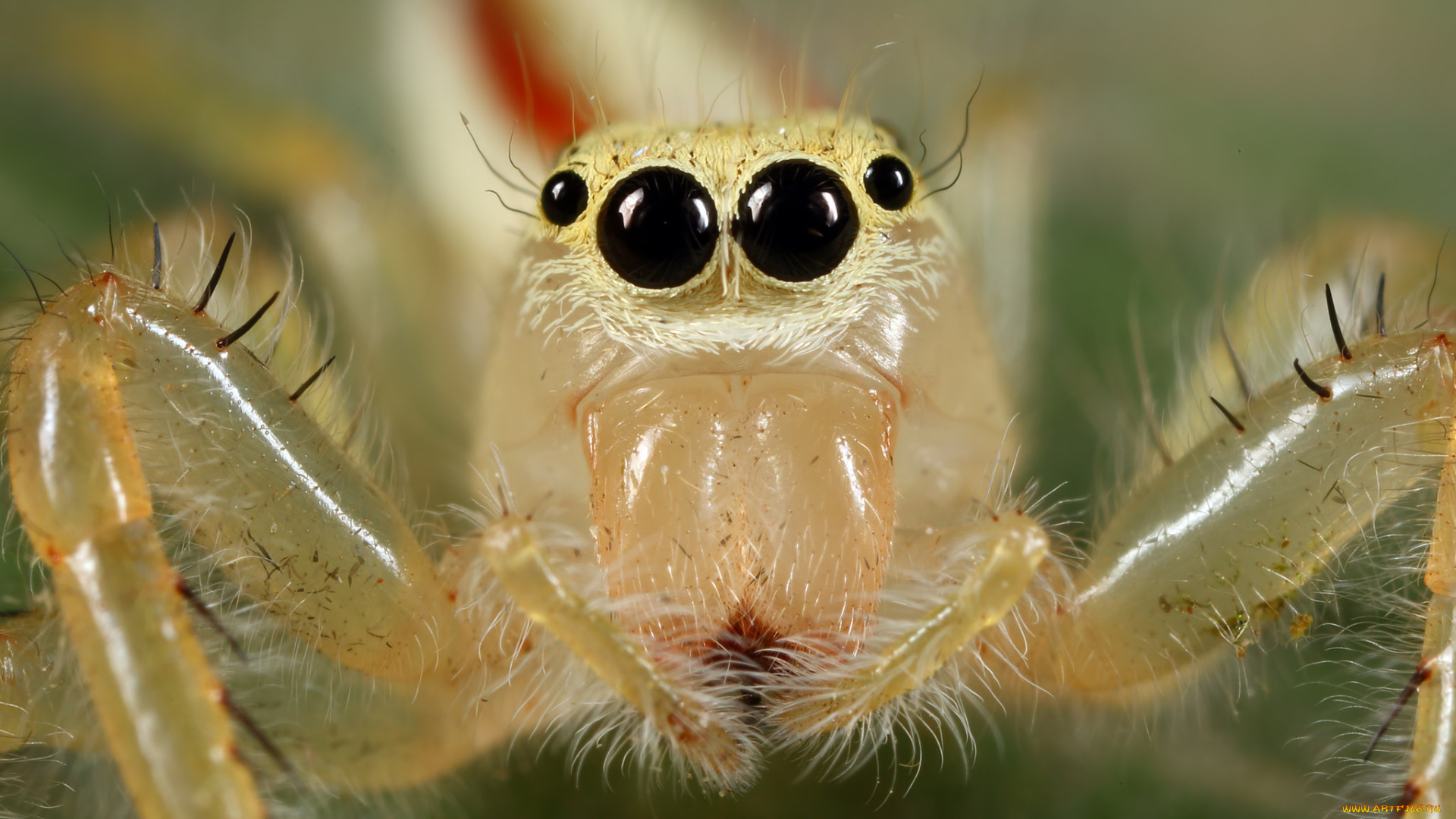 животные, пауки, паук, макро, взгляд