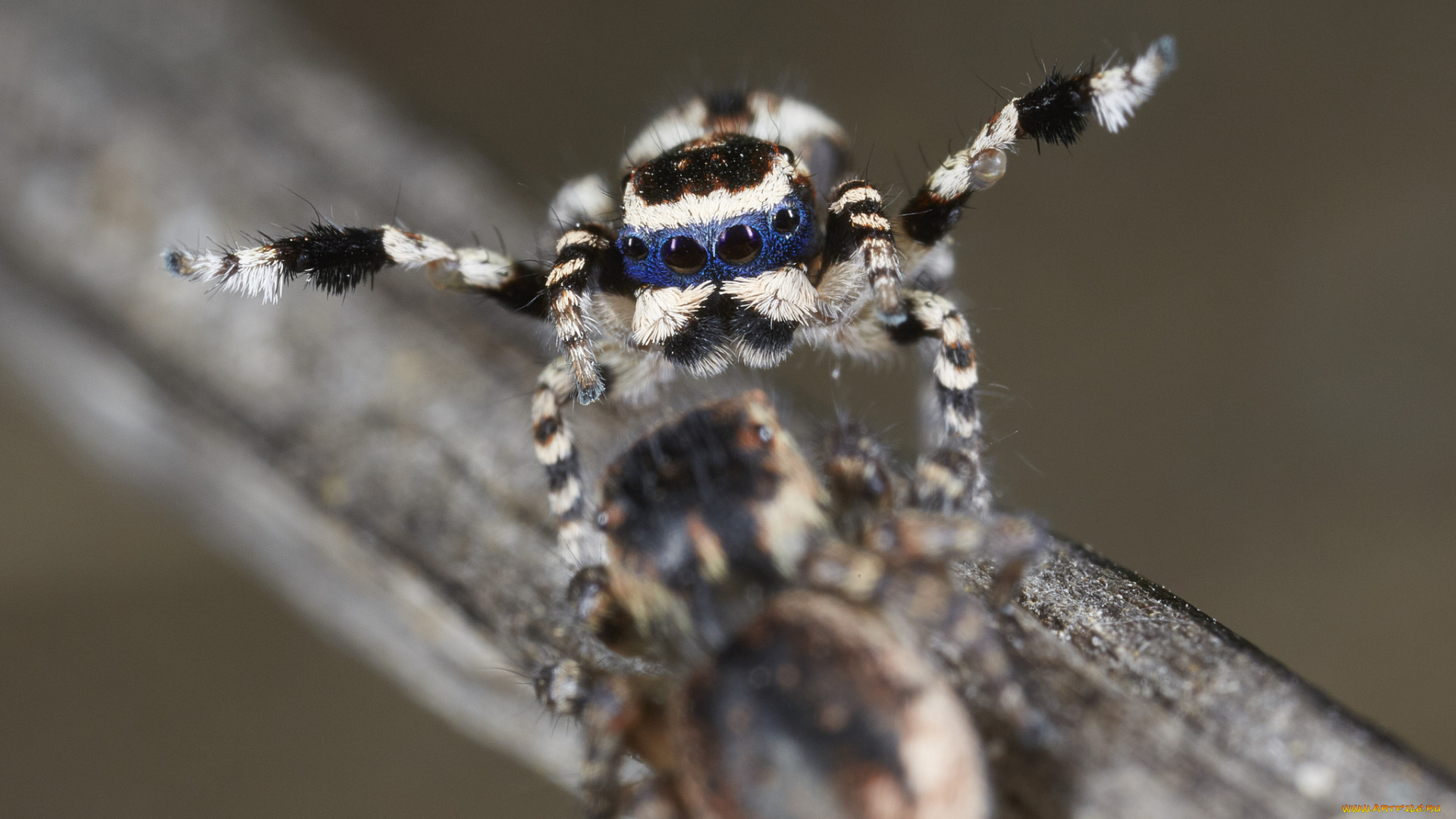 животные, пауки, танец, лапки, джампер, паук