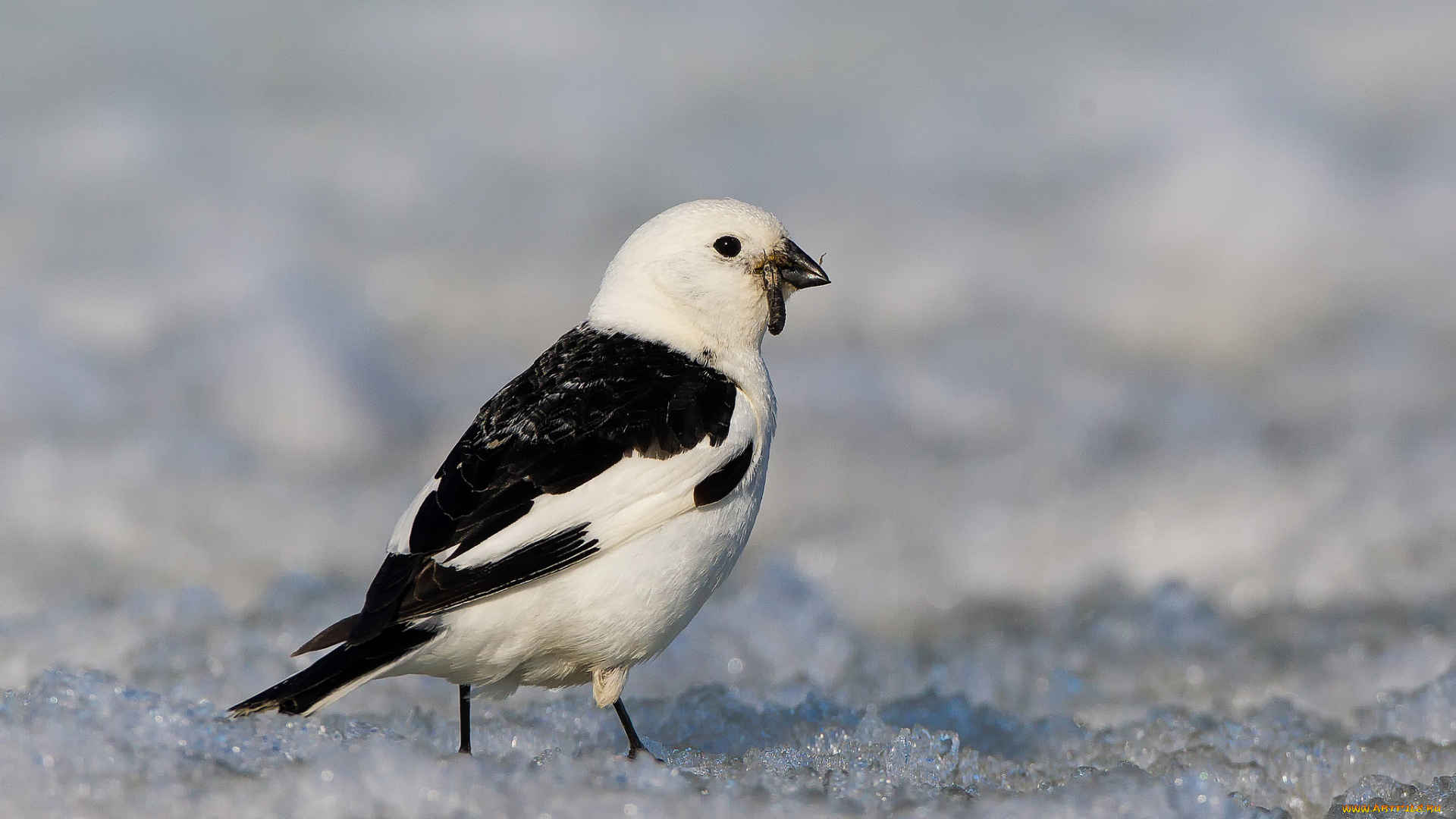 животные, птицы, птица, снег