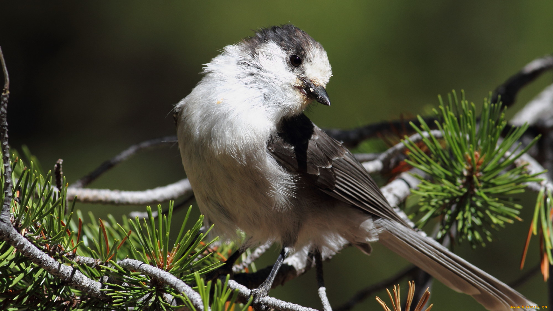 животные, птицы, птица, ветки
