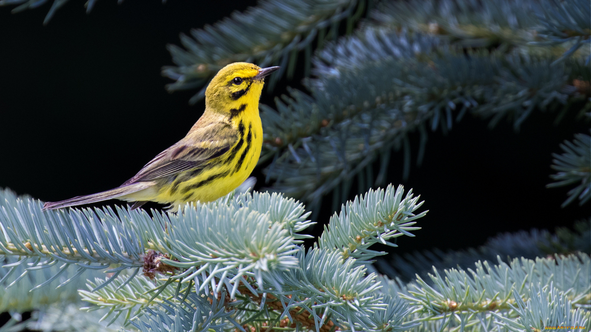 животные, птицы, ветки, хвоя, птица