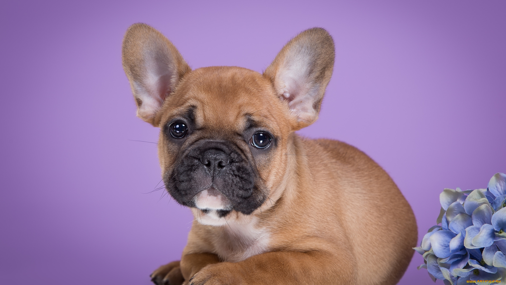 животные, собаки, щенок, французский, бульдог, гортензия