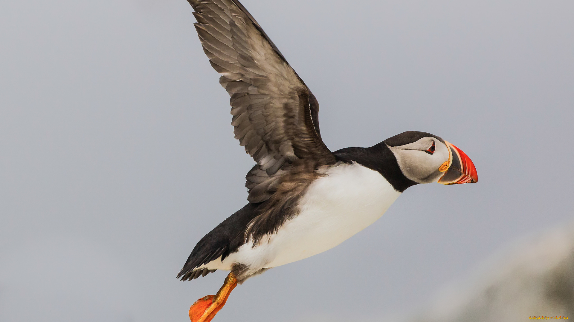 животные, тупики, полёт, тупик