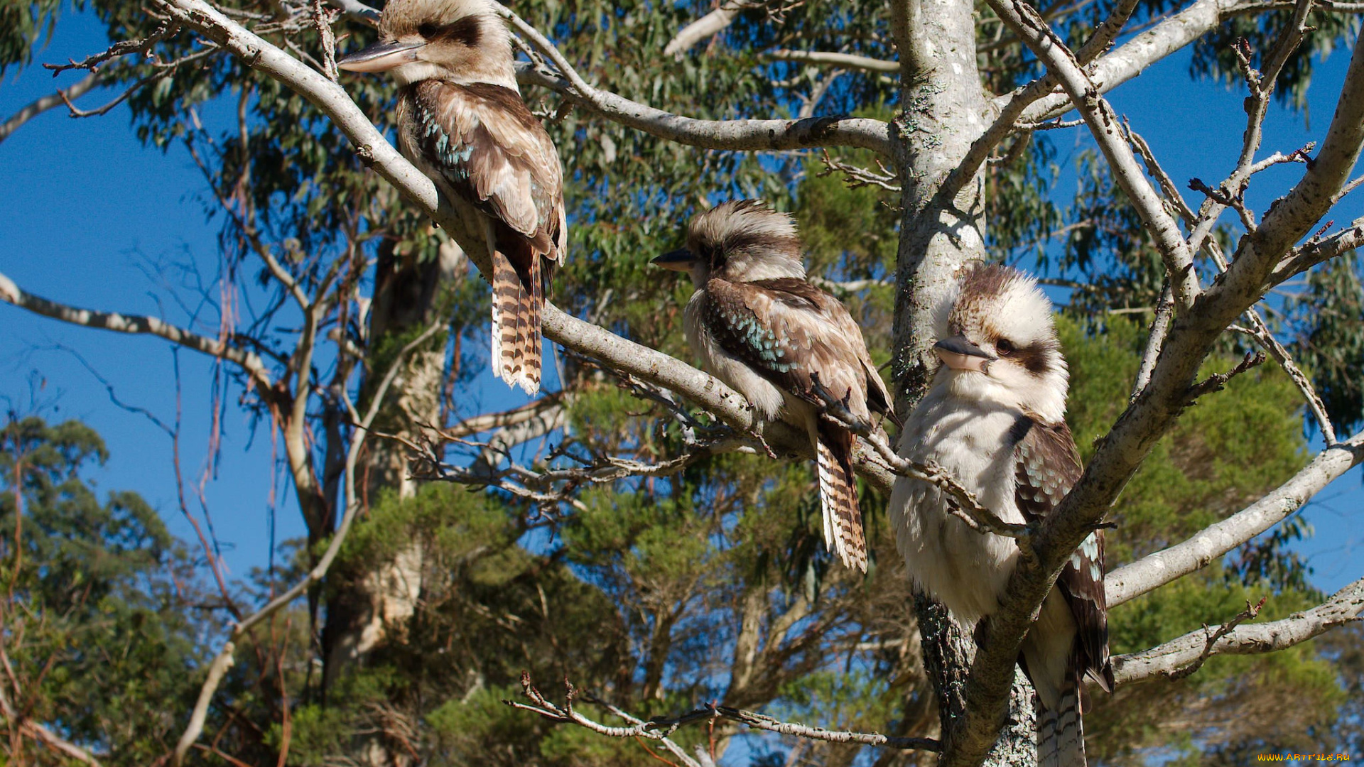 животные, зимородки, трио, птицы, ветки