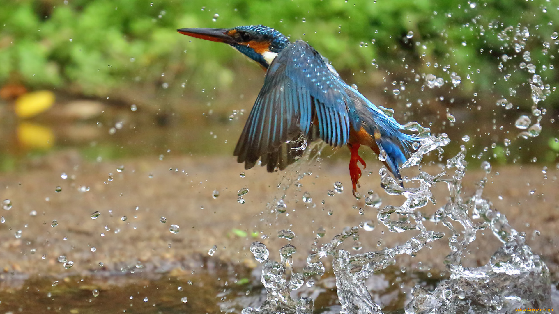 животные, зимородки, зимородок, брызги, вода