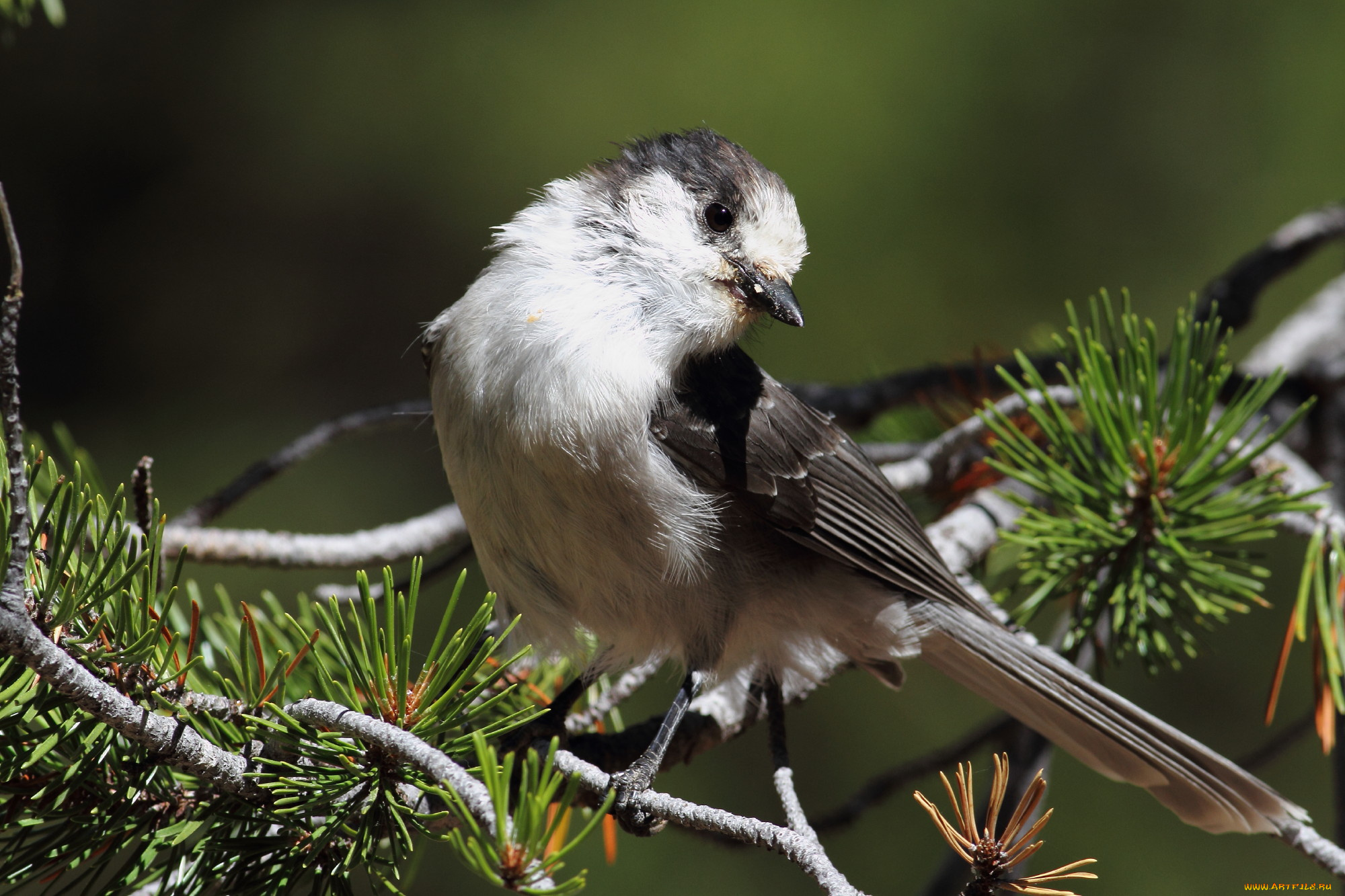 животные, птицы, птица, ветки
